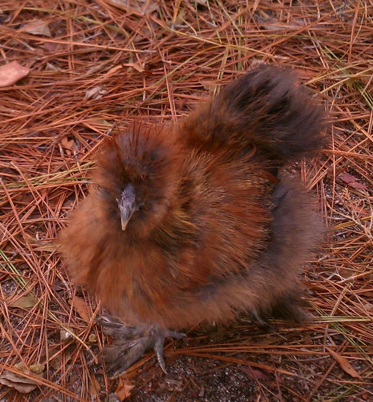 "Twitch":  Partridge Silkie roo who is gonna need re-homed.