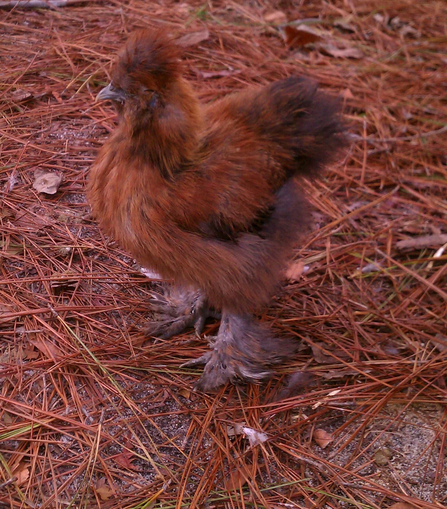 "Twitch" standing proud, even tho he only has 9 toes. LOL!!