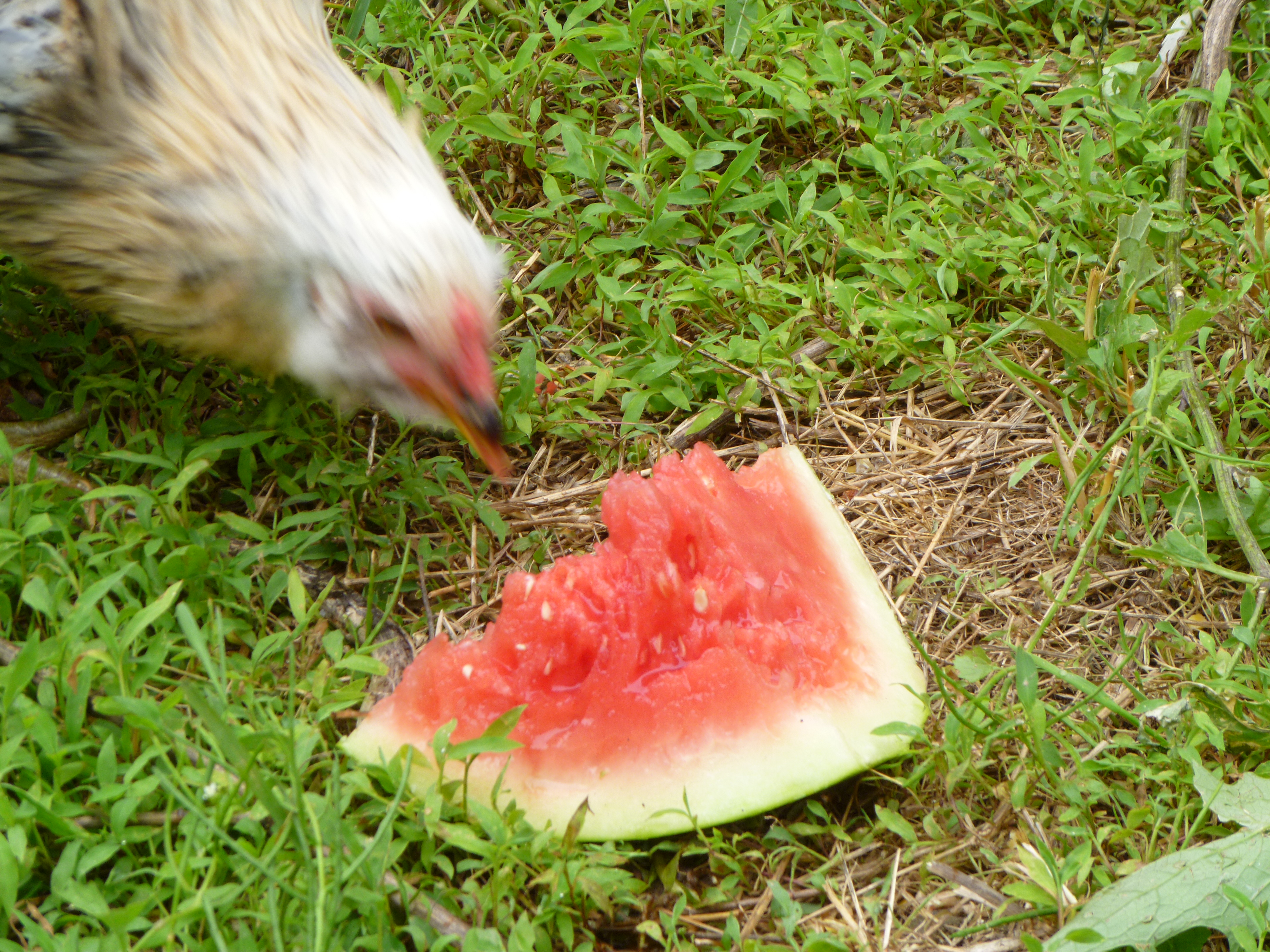 Twitch the Rooster enjoying some watermelon.