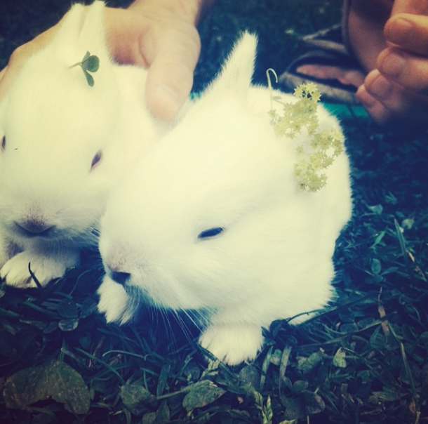 Two baby rabbits