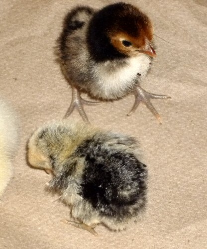 Two bantams