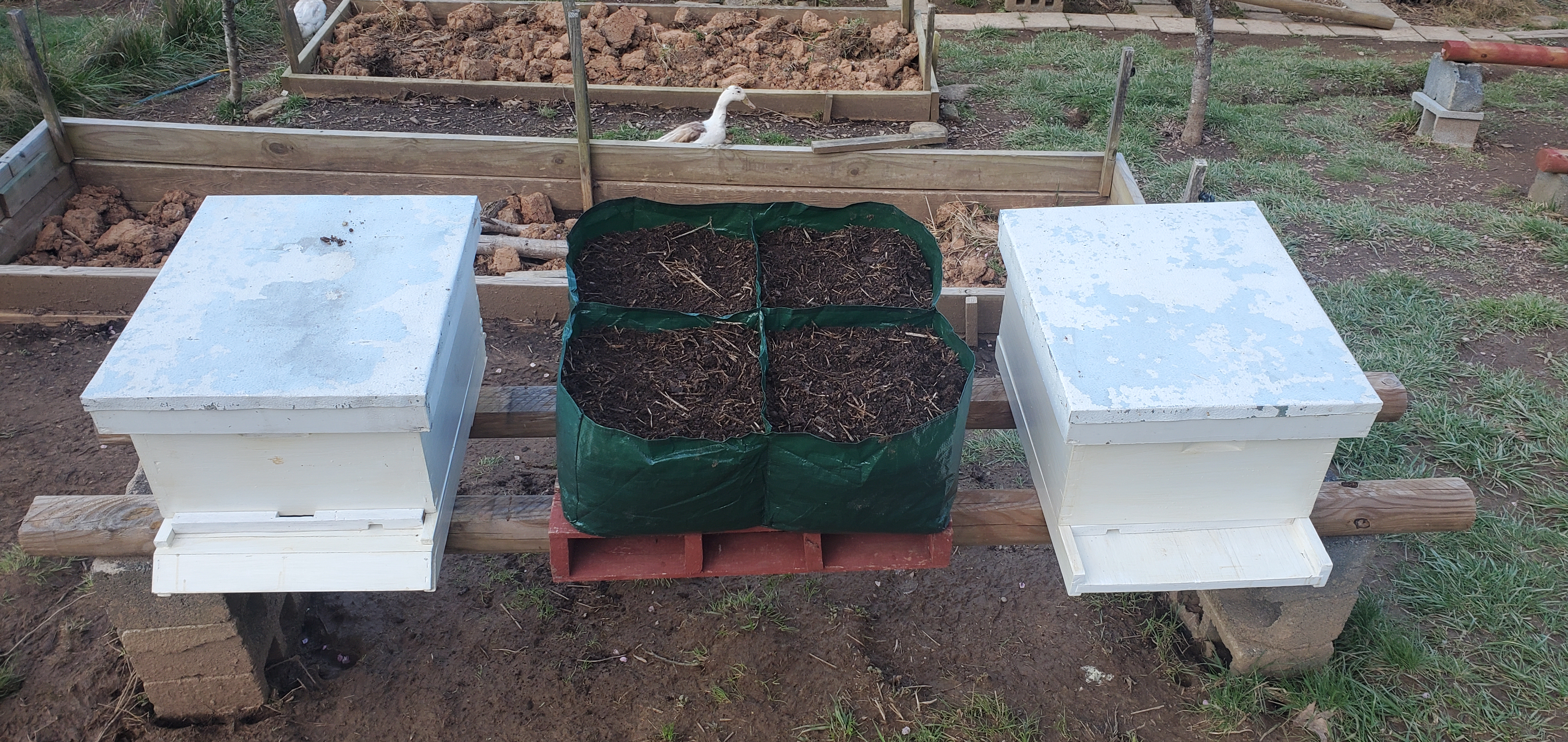 Two beehives with floating bed in between.