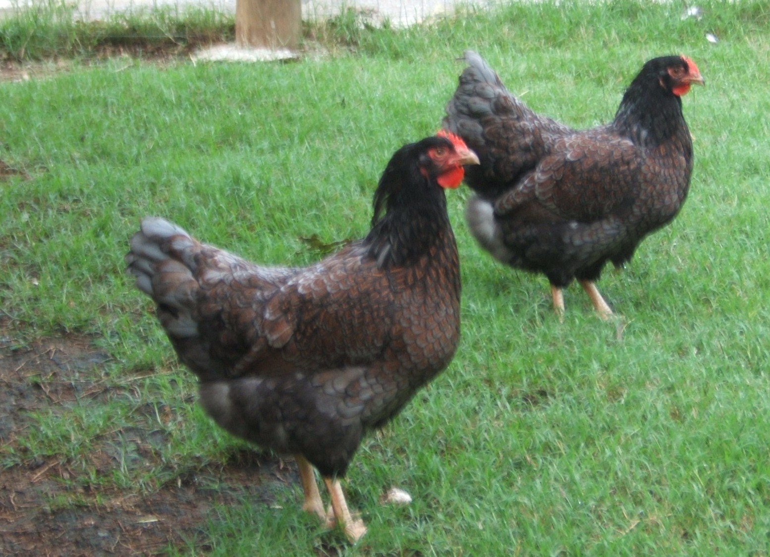 Two Blue Double laced Barnevelder hens