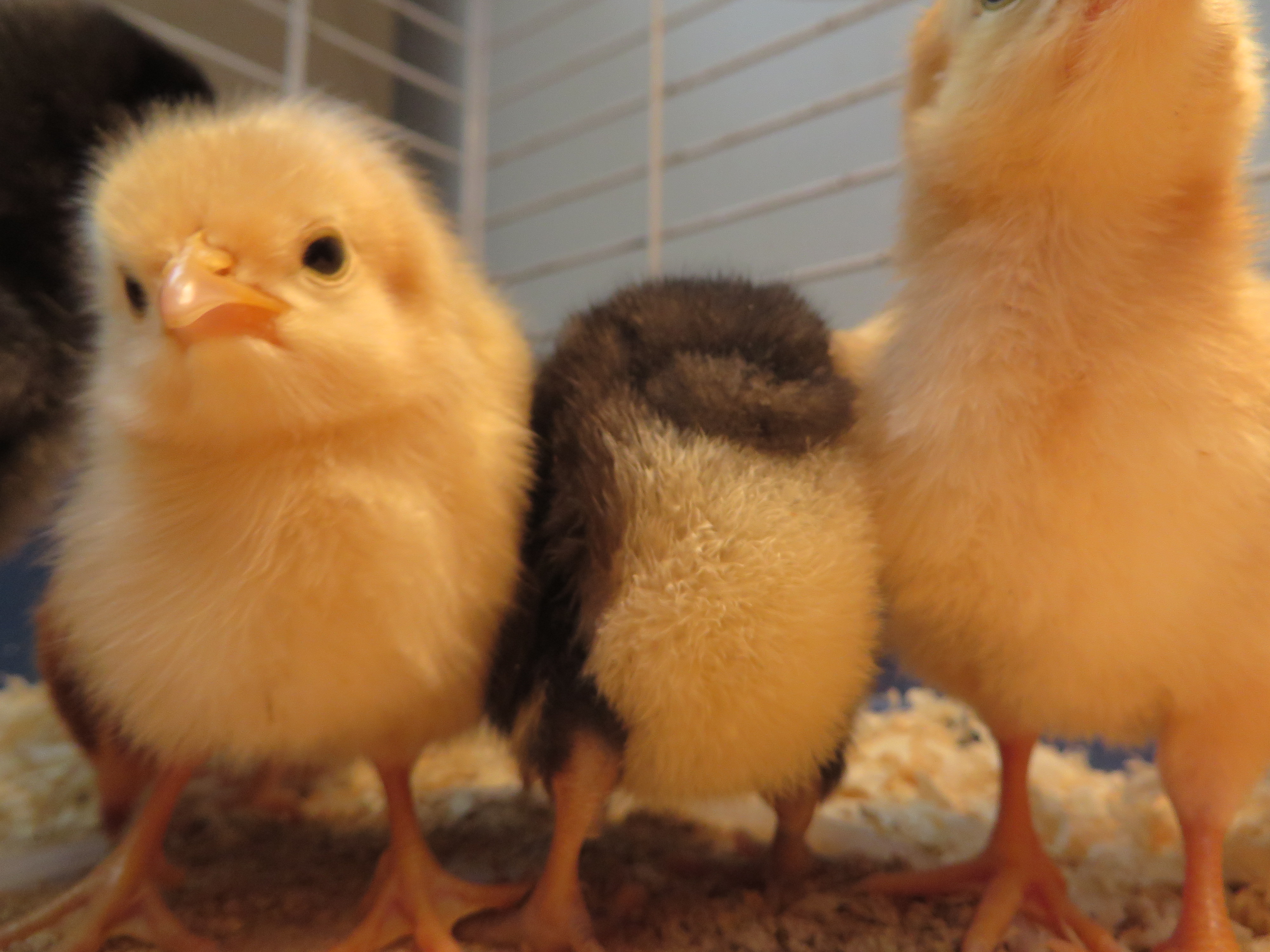 Two buff orpingtons and a barred rock.