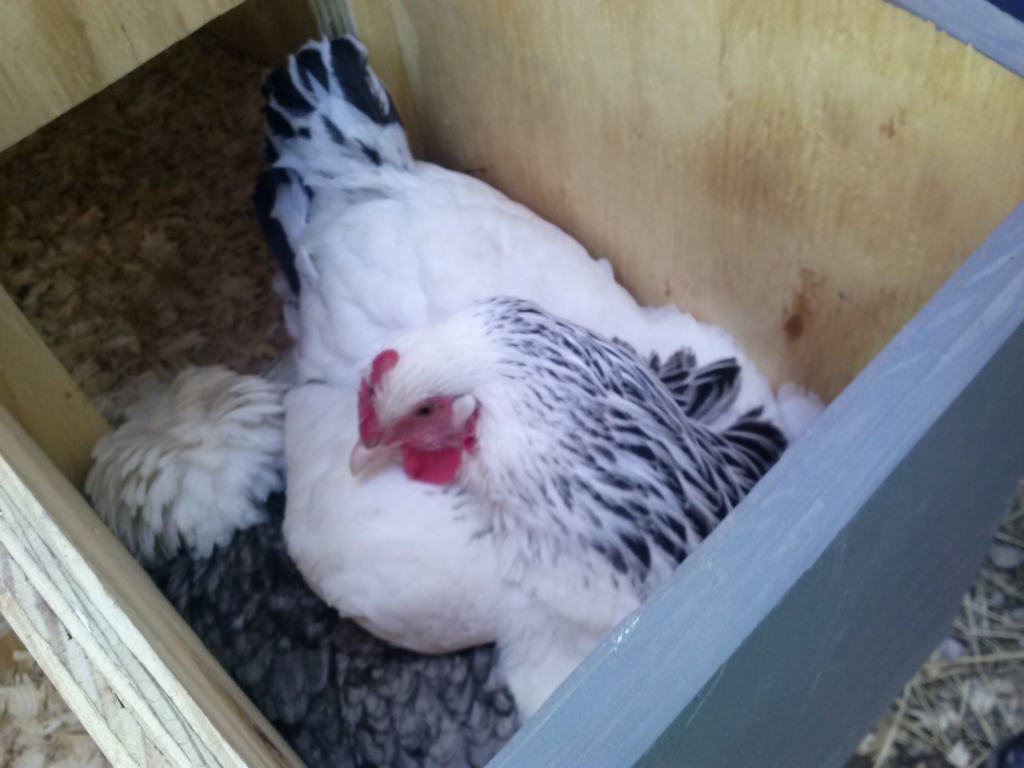 two chickens in the nesting box!?!?