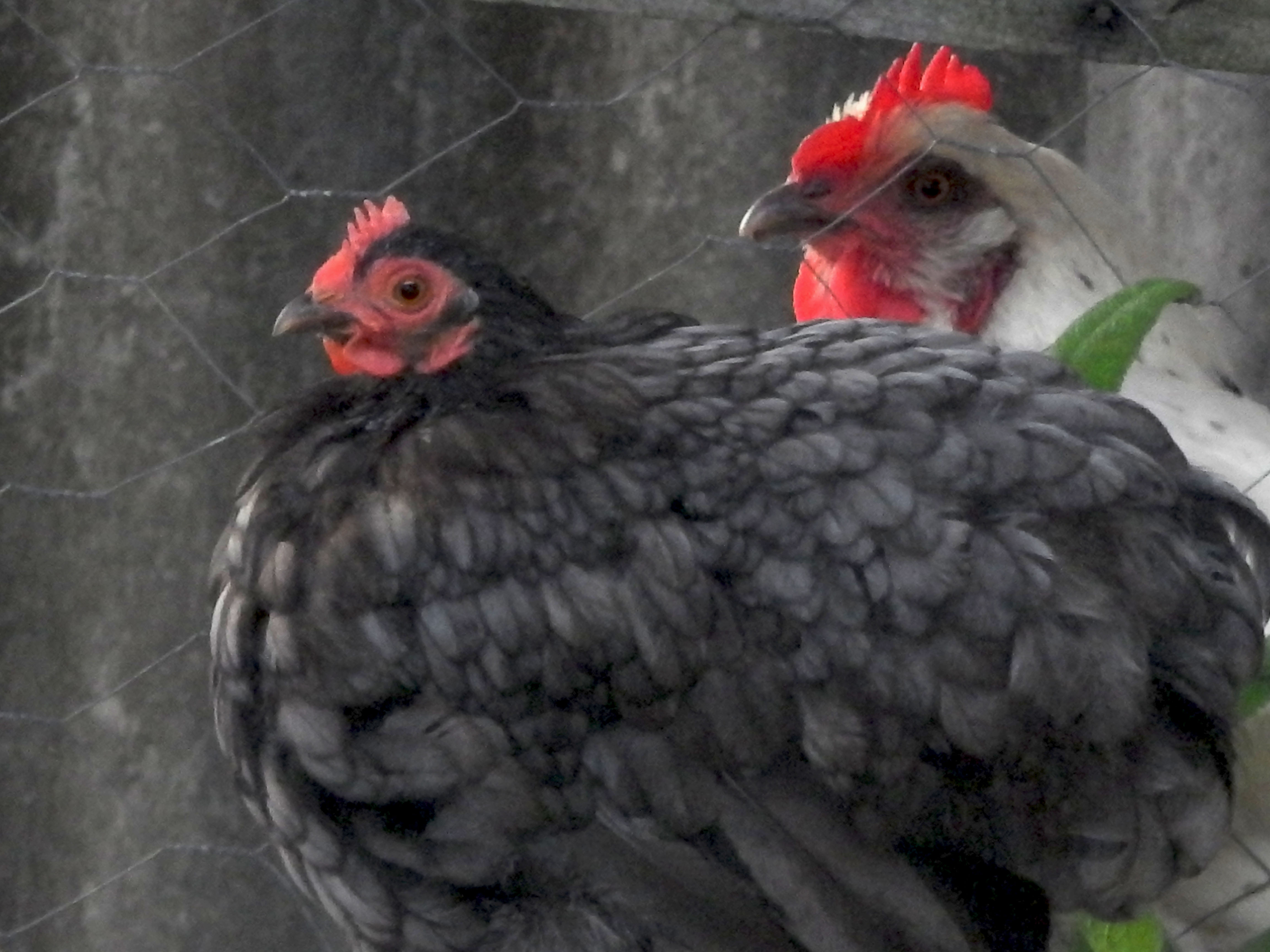 Two Chickens