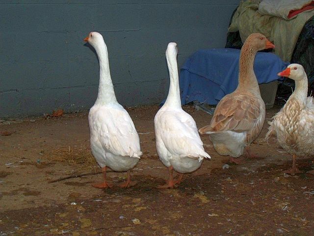 Two Chinese, one American Buff and one Sebastopol