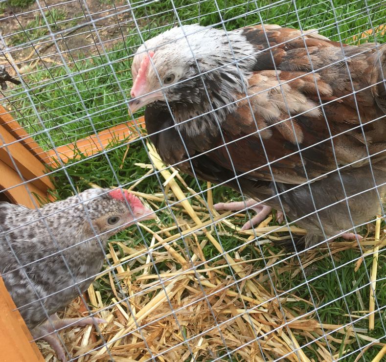 Two cockeral  7 week old chicks,a crested cream legbar and a Wyndonette