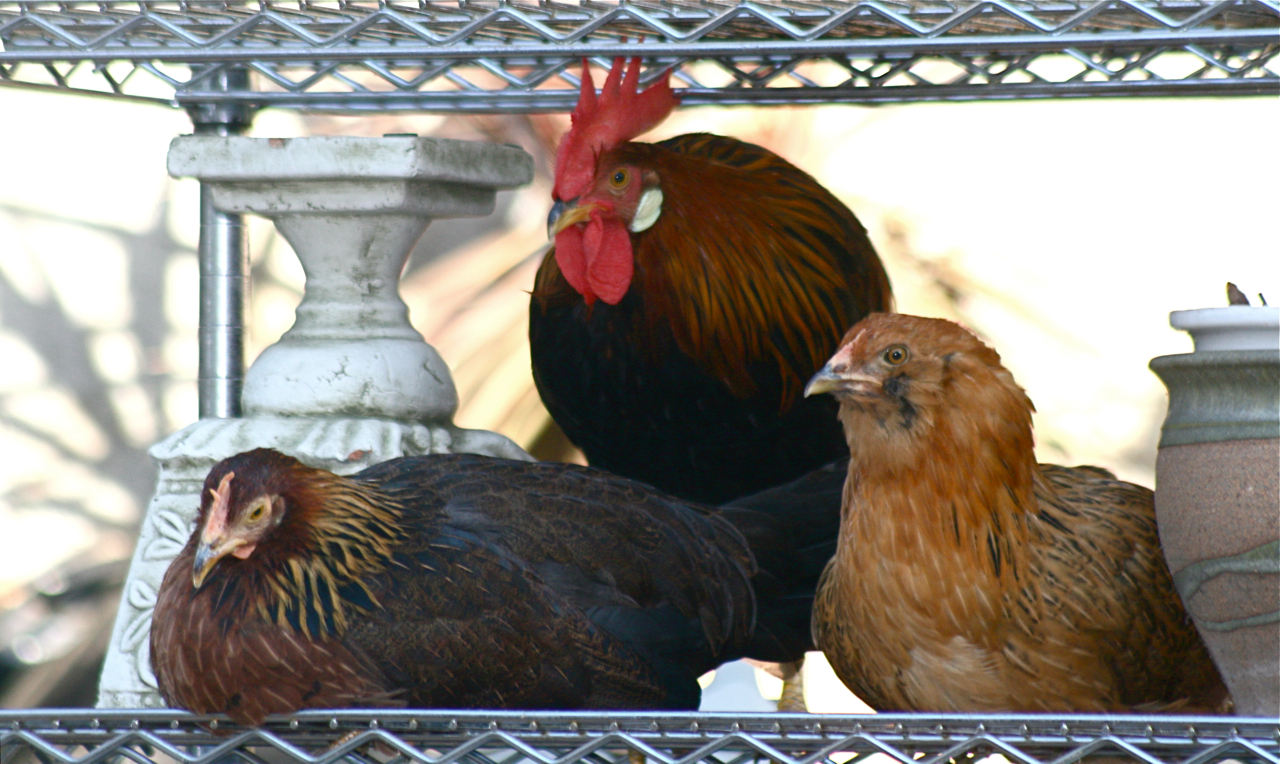 Two Danish Brown and an Ameracauna hen on a potting rack