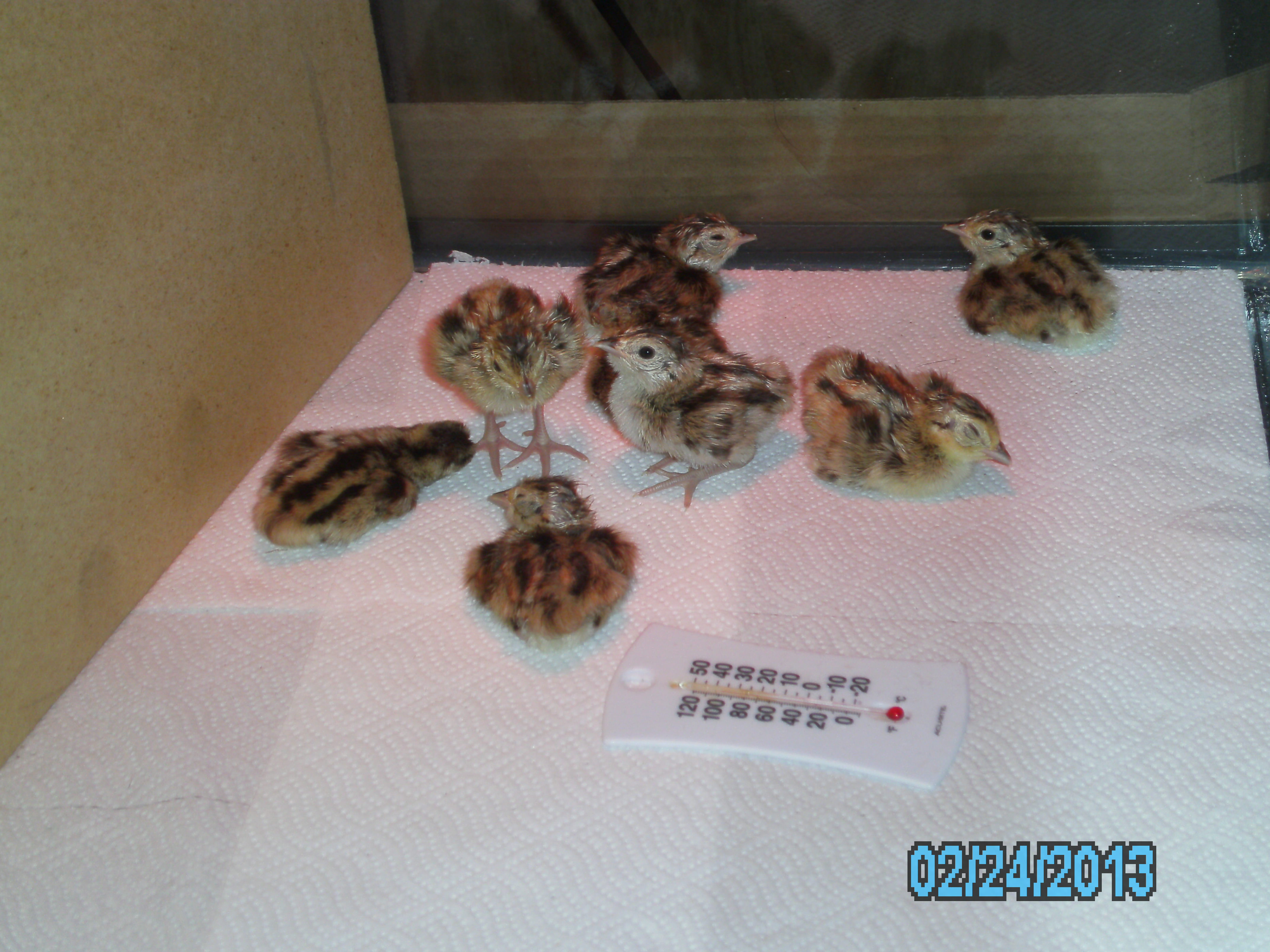 two day old ringneck pheasant chicks