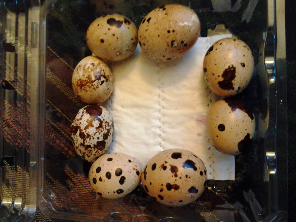 Two days of eggs from our six cots, four confirmed ladies!