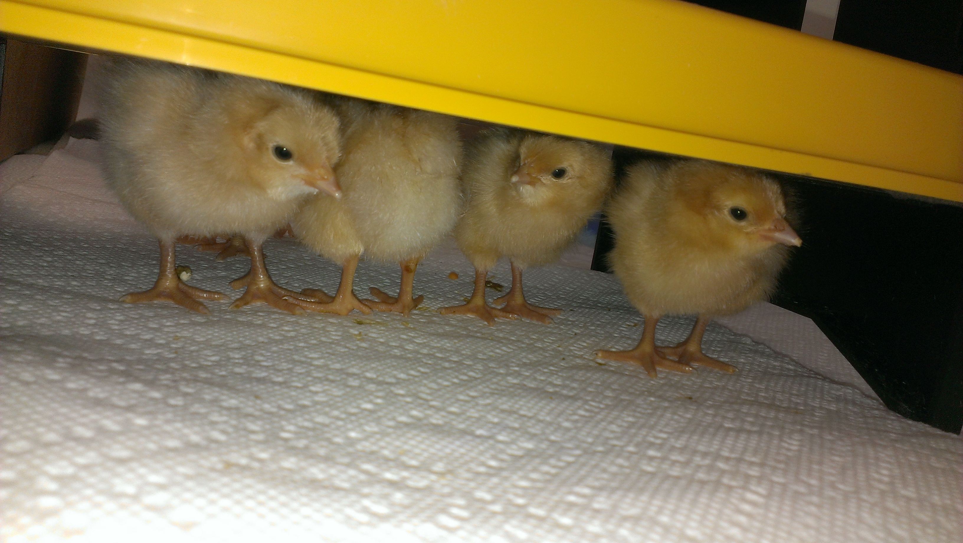 Two days old and so cute!