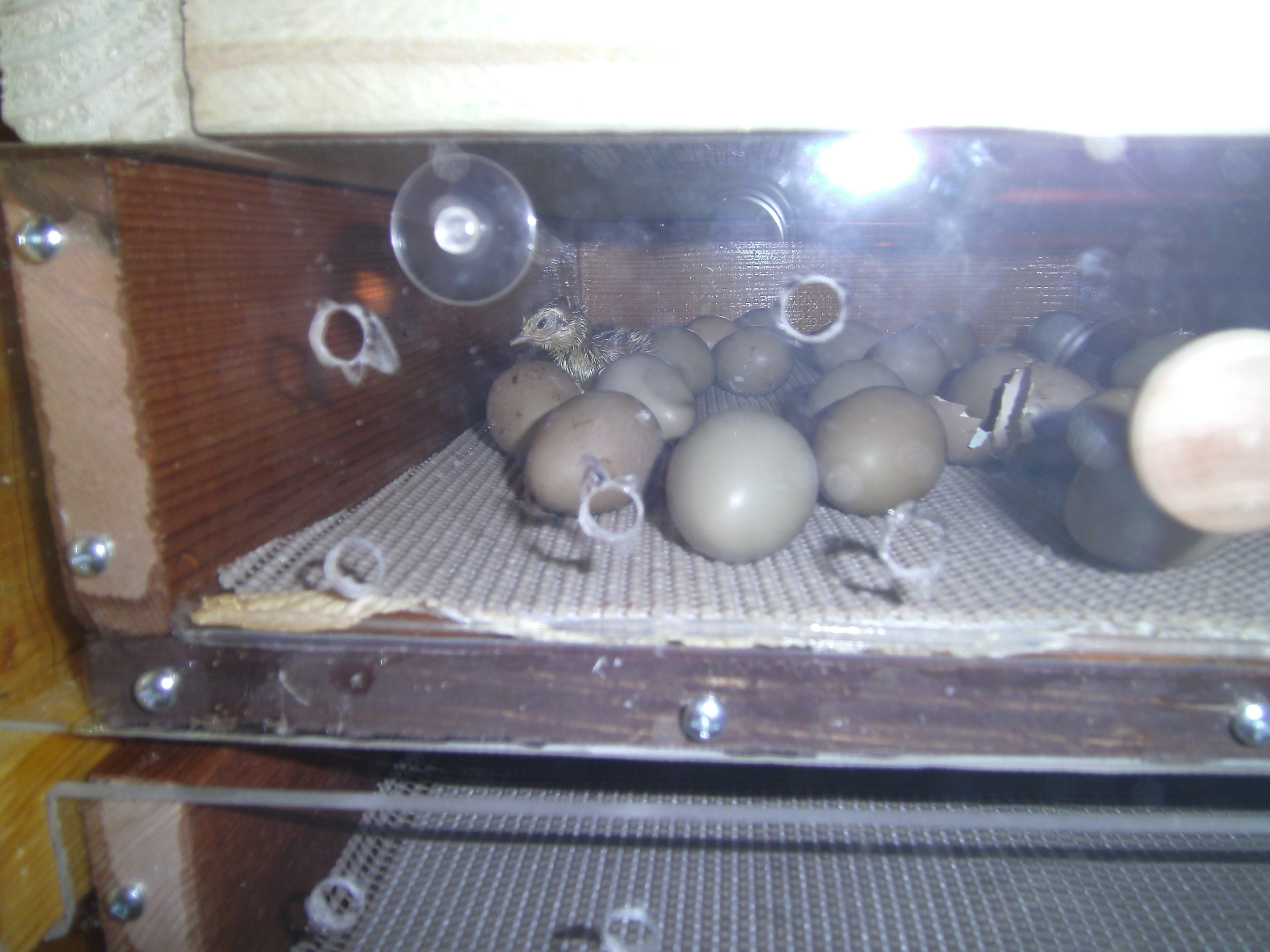 two drawer hatcher with chick