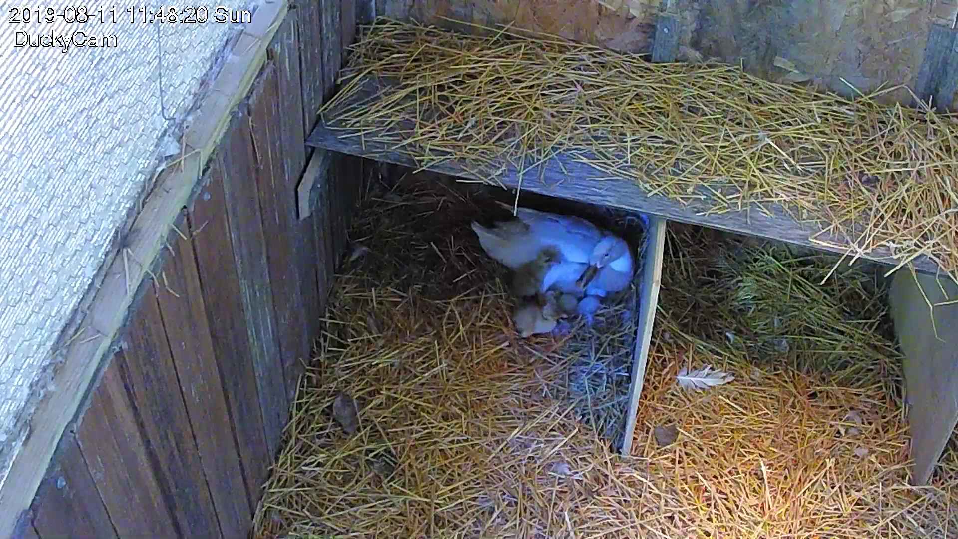 Two ducklings have hatched