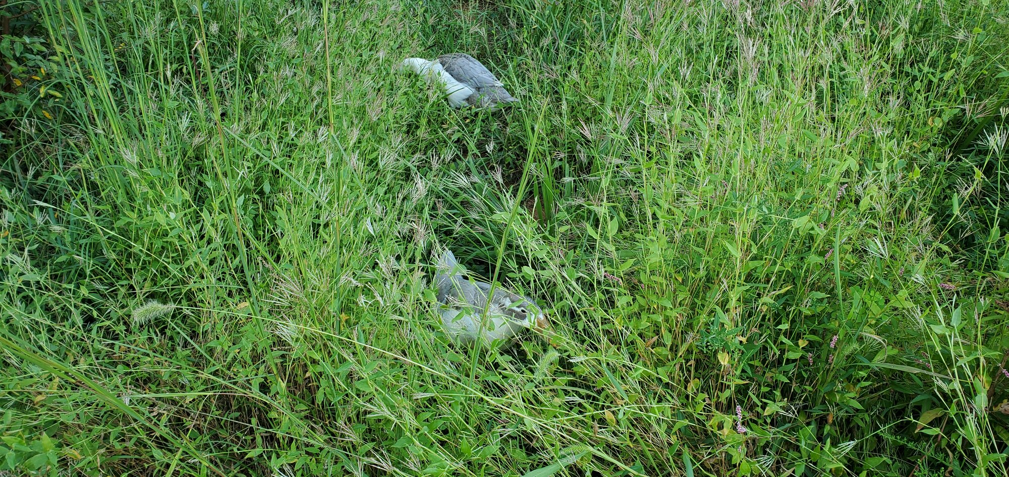 Two ducks in the green hell