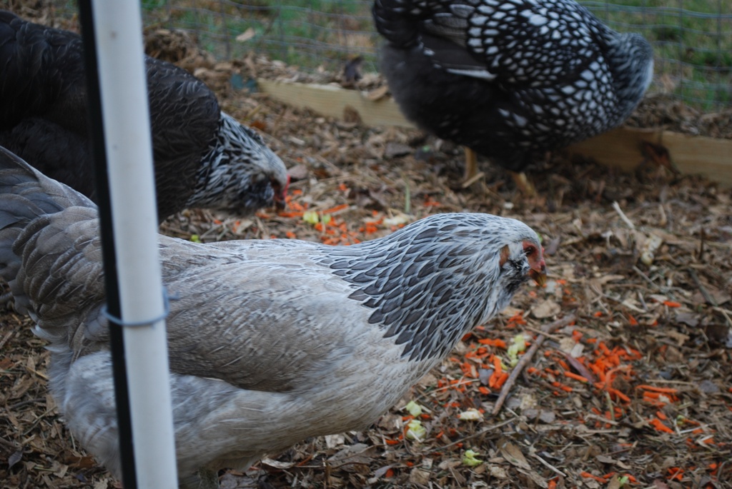 Two Easter Eggers (left & center) Silver Wyandotte upper right