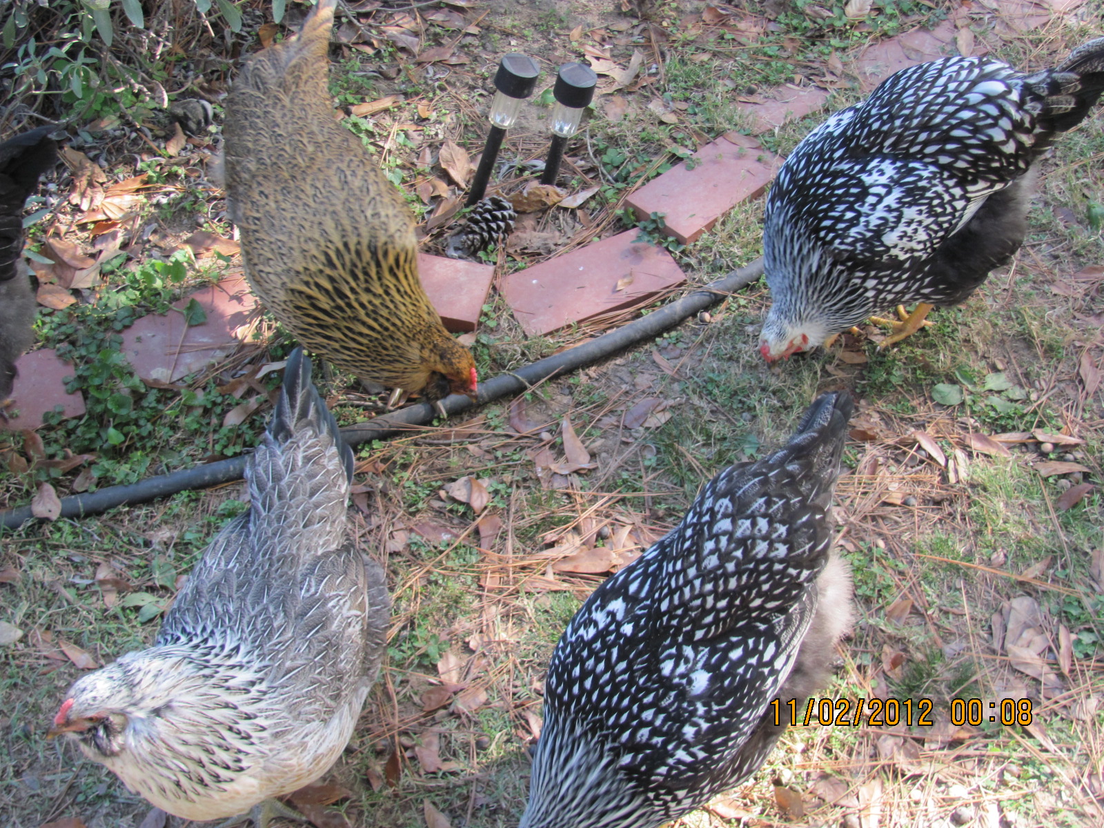 Two (EE?) Americaunas, Madonna is gold with good muffs and beard, PC (problem child) is "grey" or Blue with good muffs and some beard, and lays the biggest blue egg.