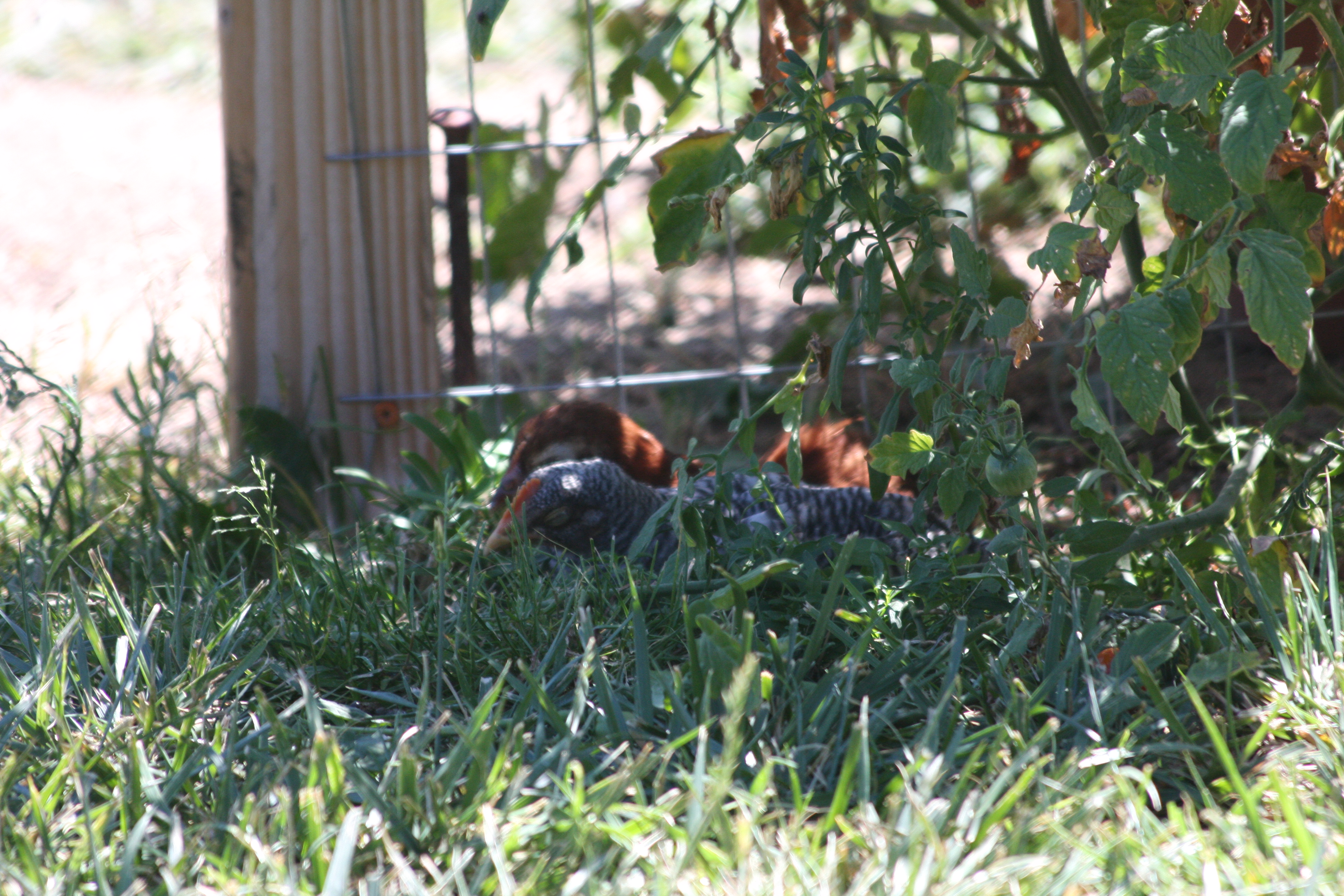 Two enjoying the shade in late spring