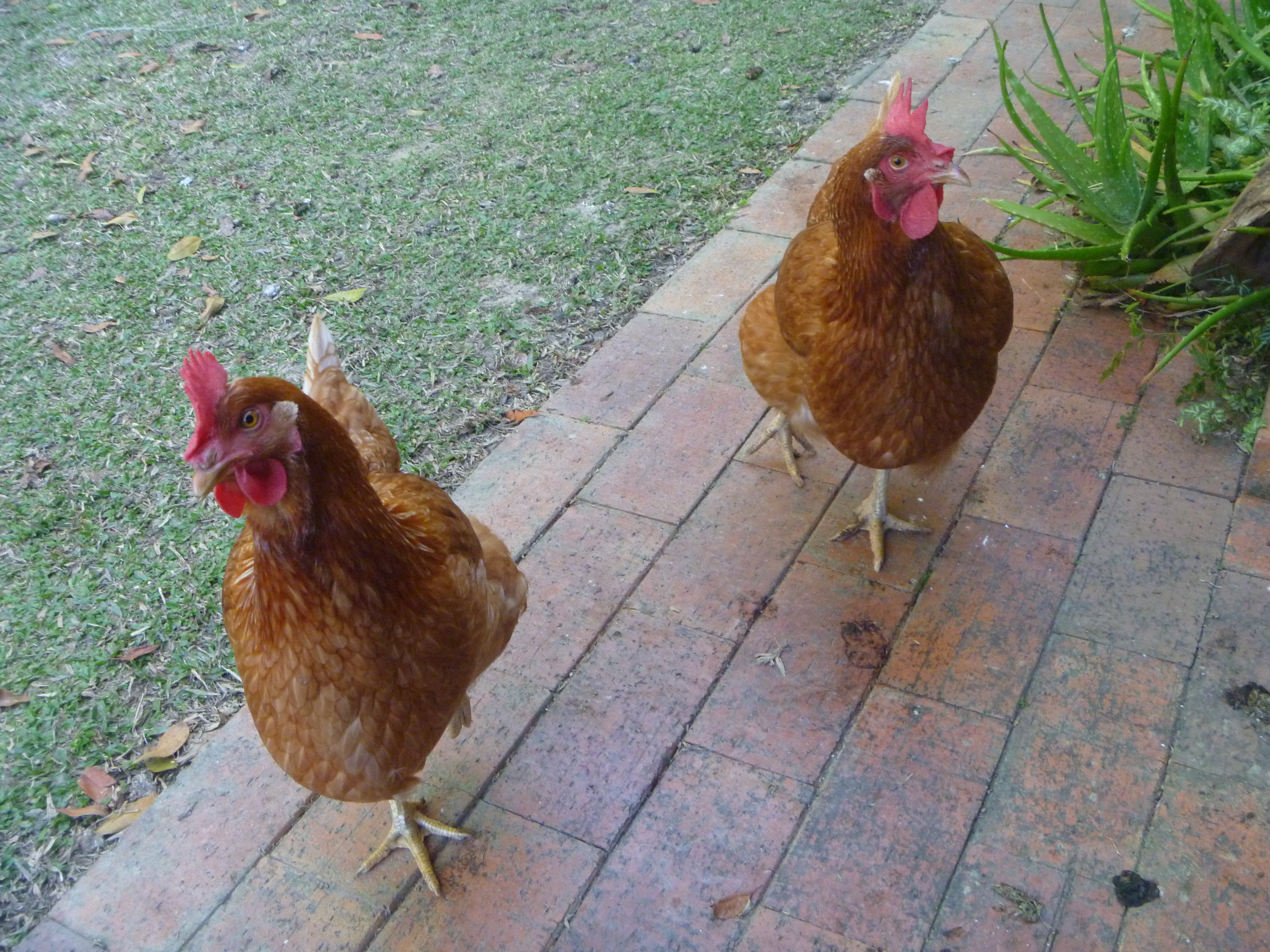 two greedy chooks