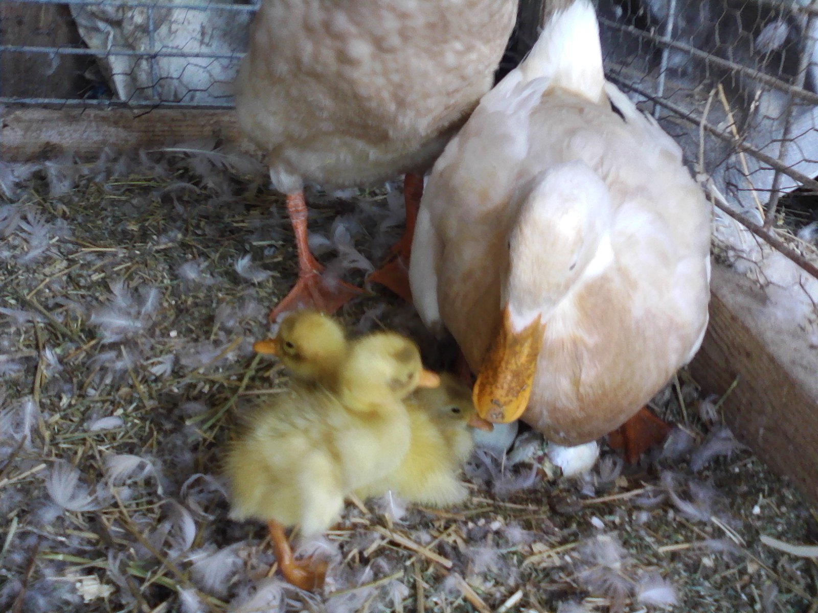 Two Hatched. Proud Parents