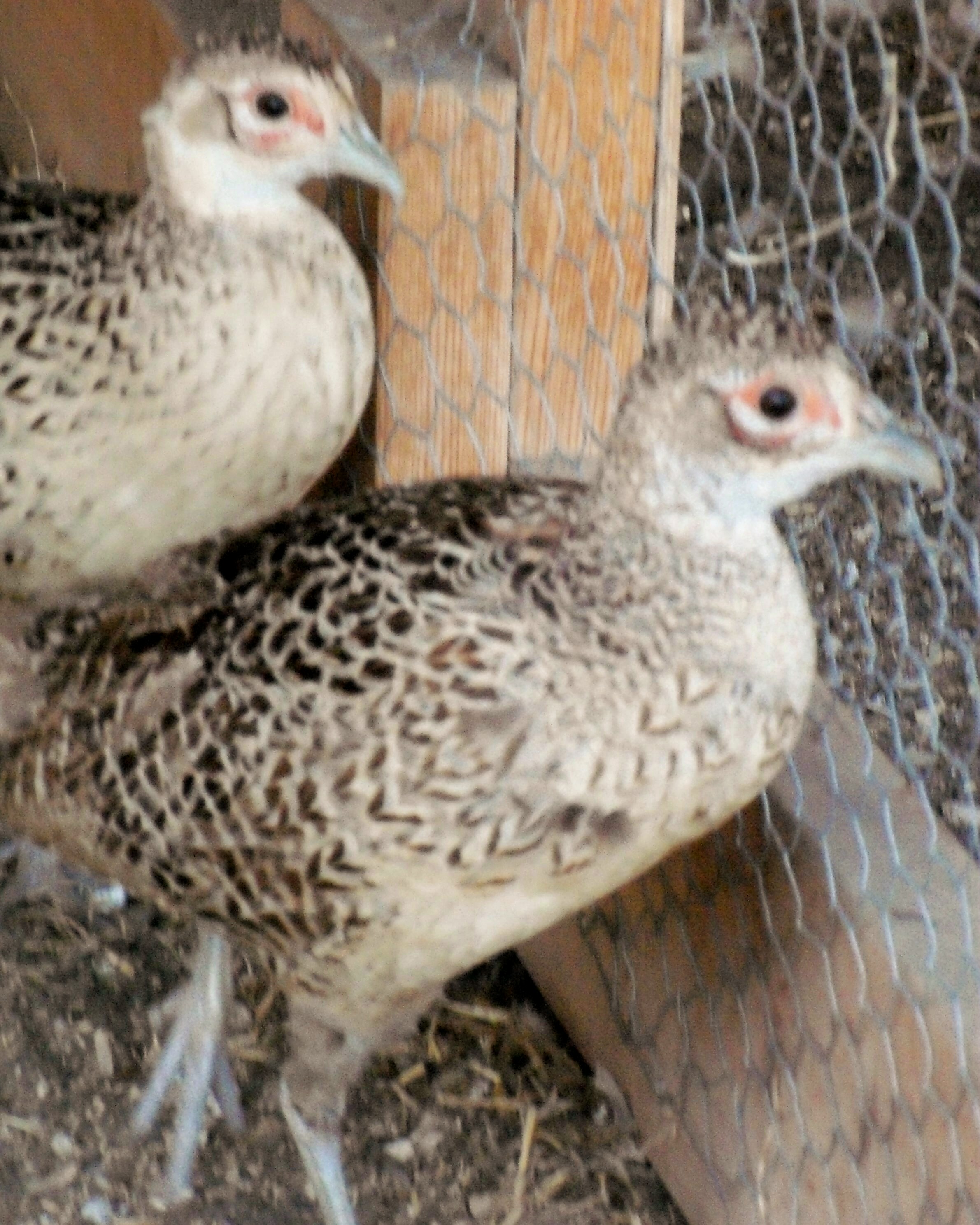 Two hen F1 Kansas ring-necked pheasants