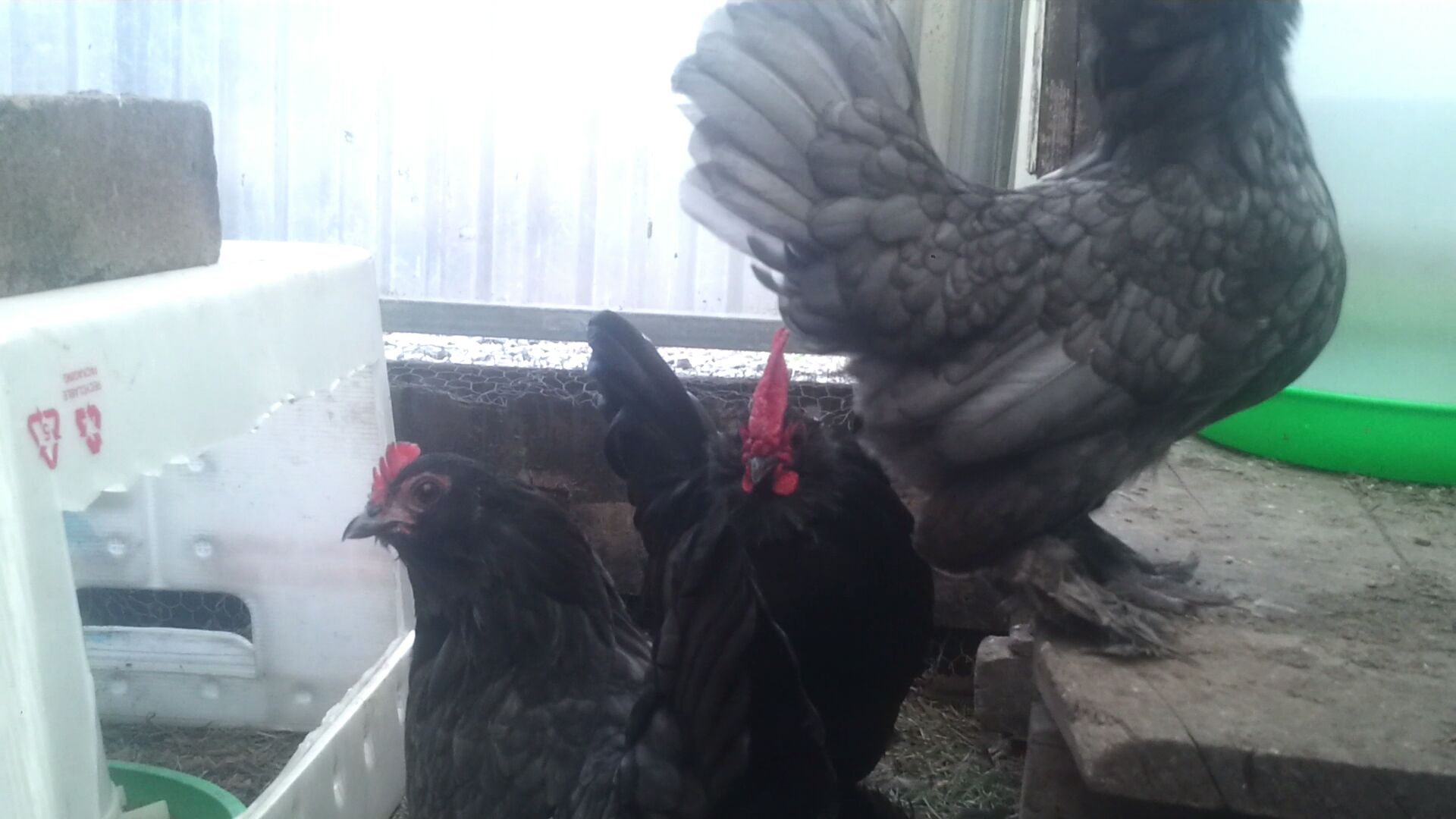 two hens and rooster