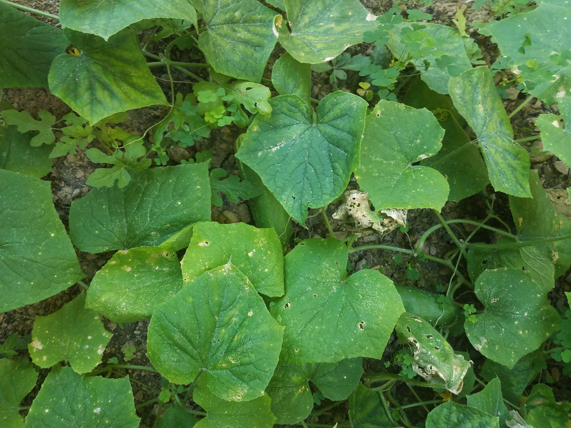 Two large cucumbers