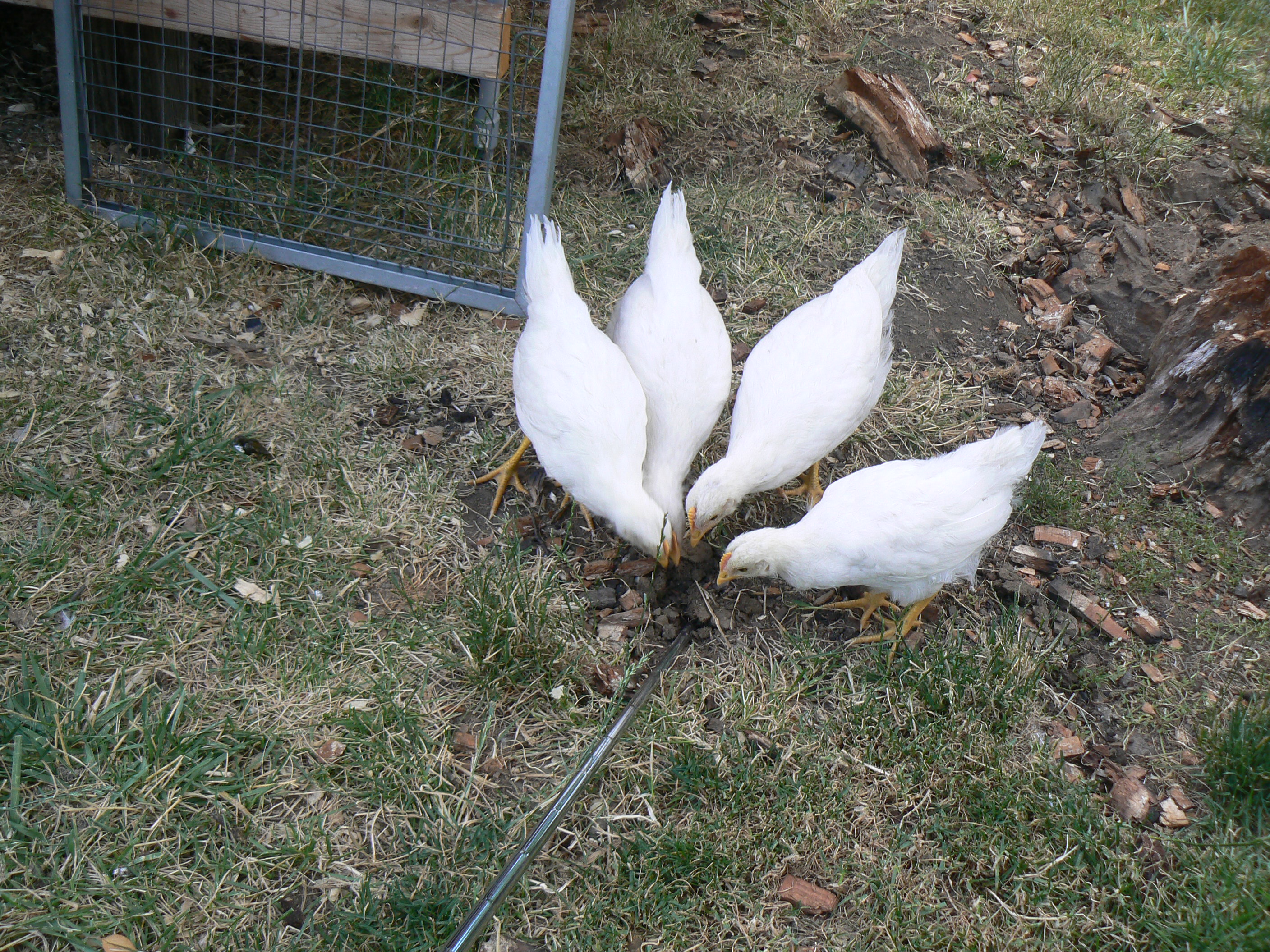 Two little, three little, four little chickens...