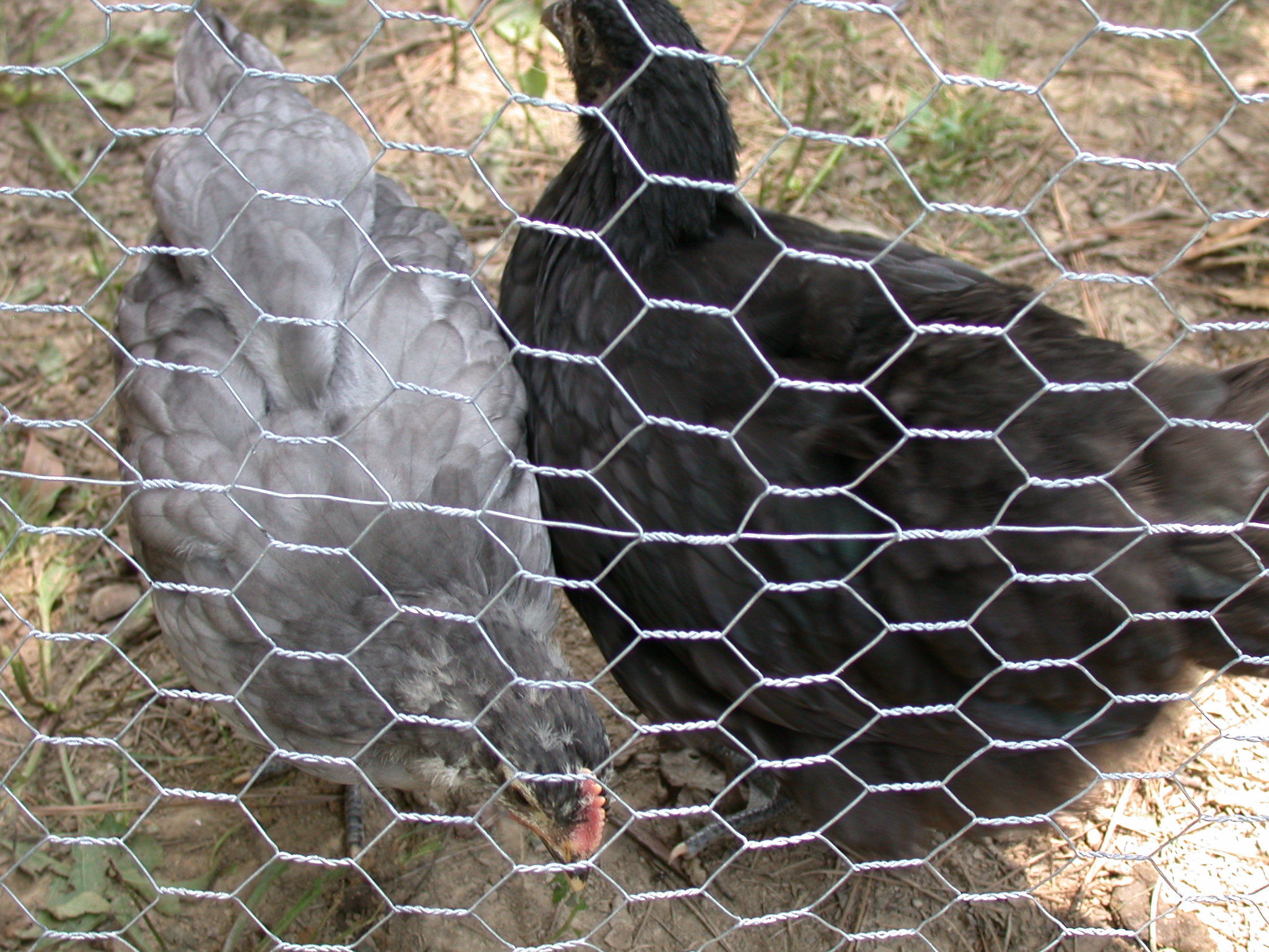 two male 6 week old orps