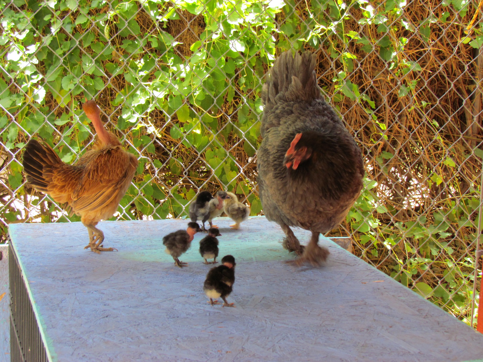 Two moms with chicks