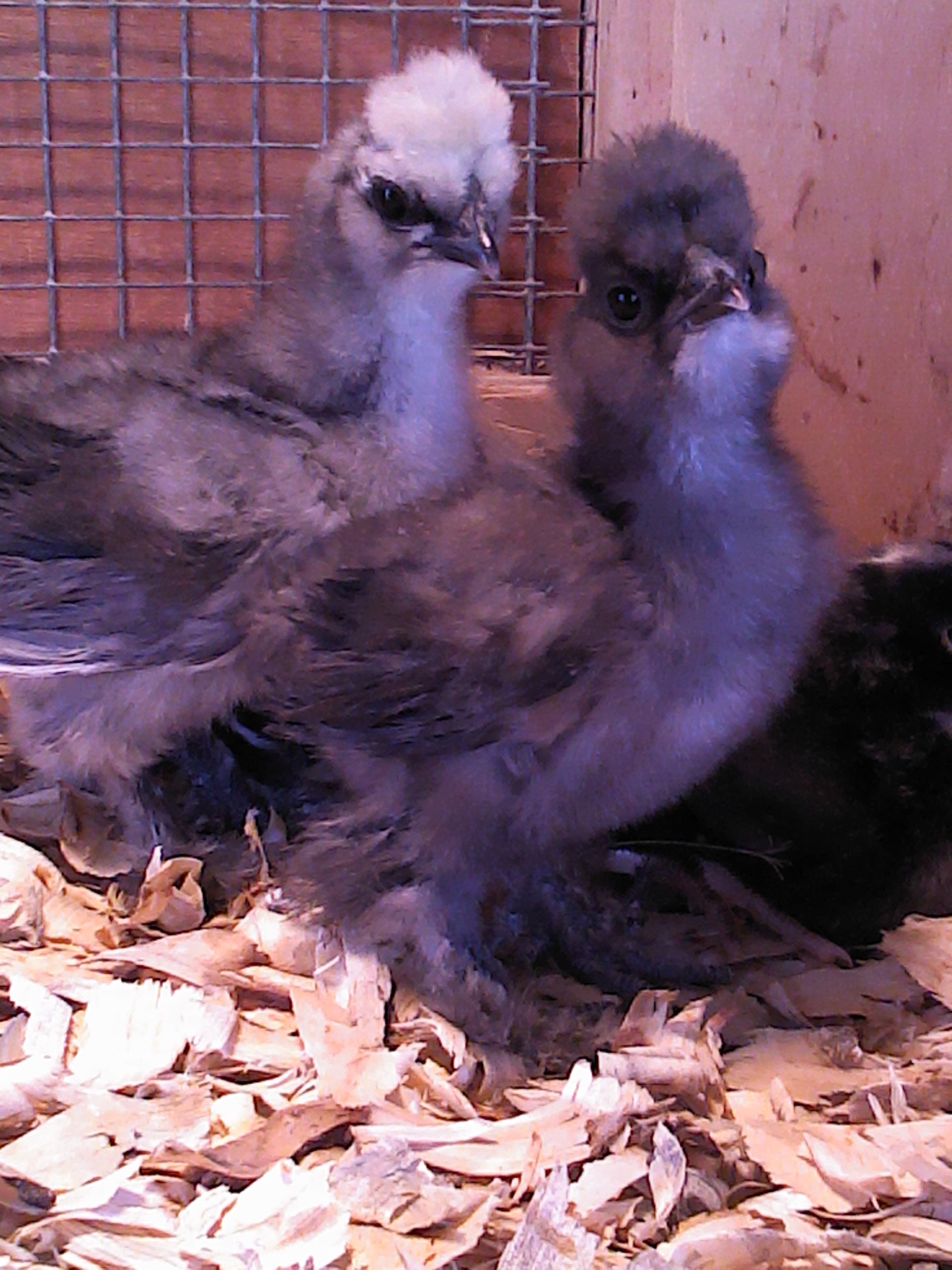 Two more silkie chicks hatched from Mary Robbins eggs.