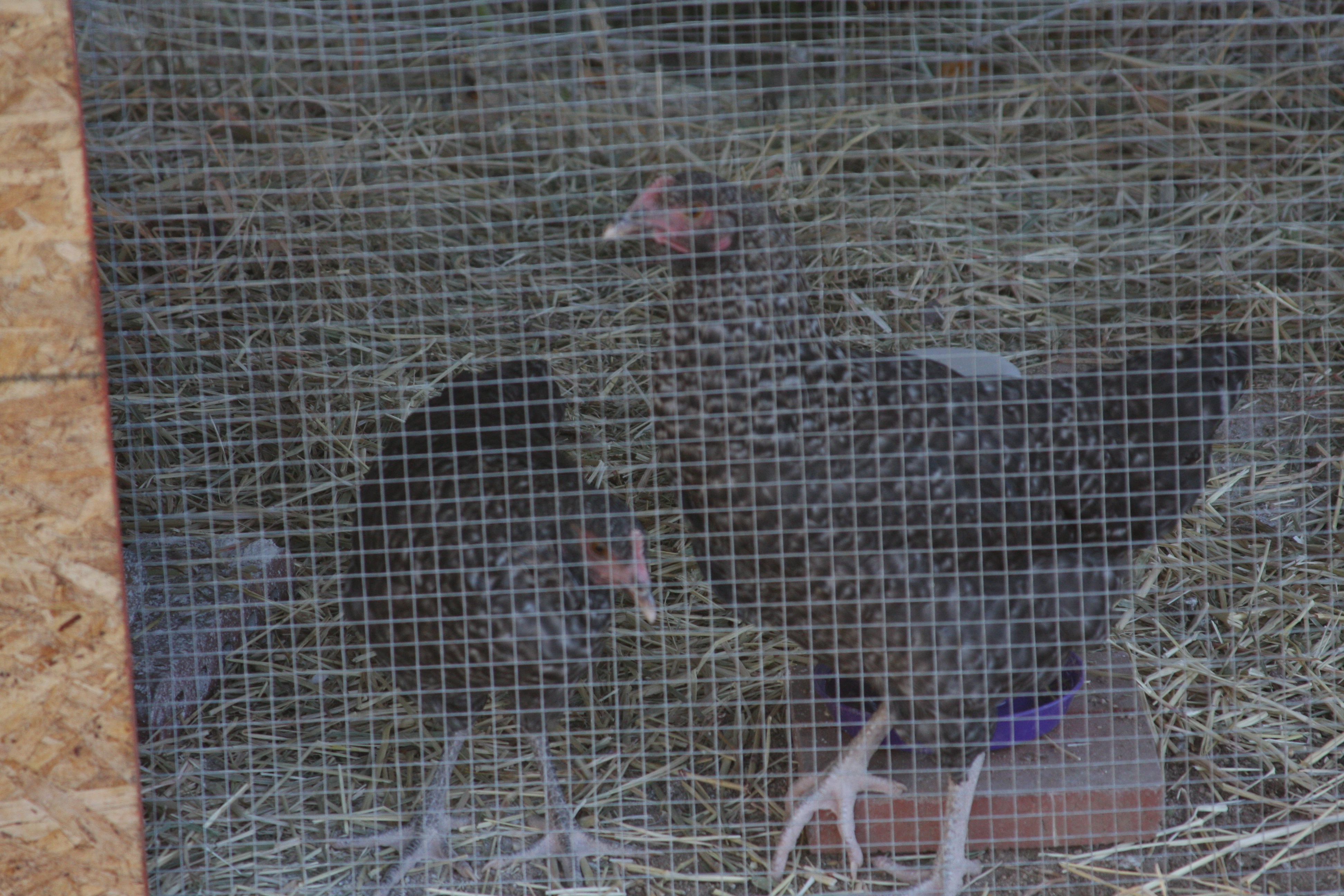 Two naughty chickens got a time out in chicken prison