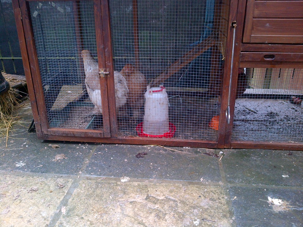 Two new Buff Laced Brahma's