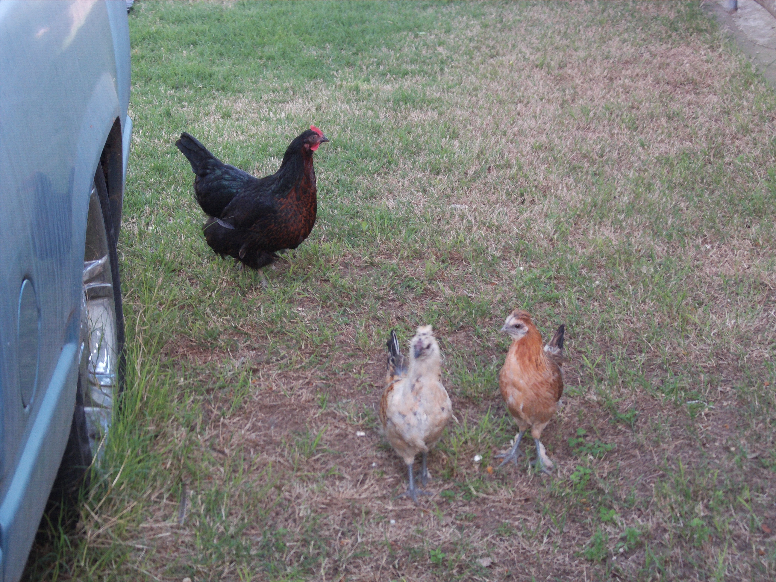 Two new chicks. Have no names yet. Waiting to see there personalities first. My boyfriend says just names them little peckers. lol
