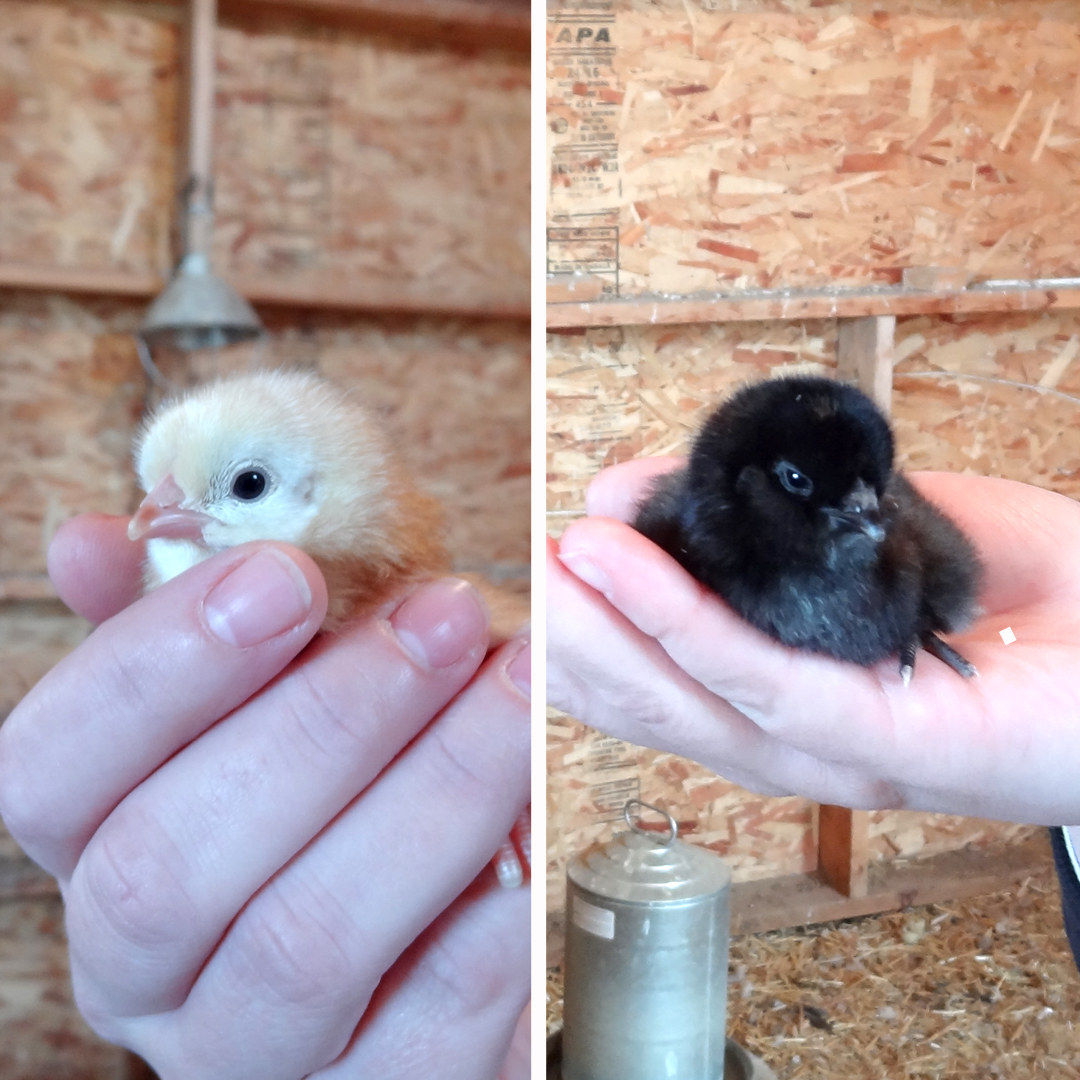 Two new chicks.