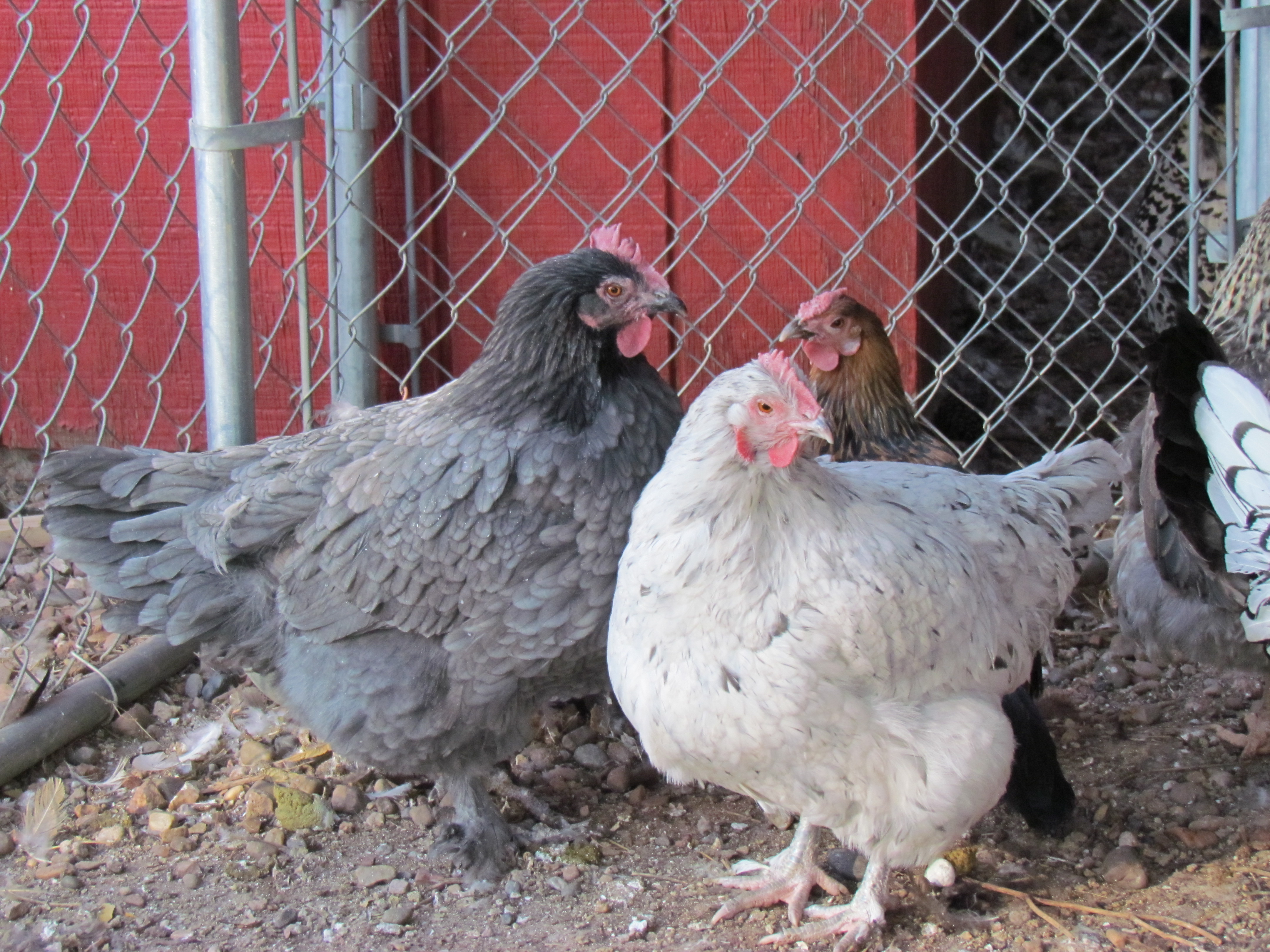 Two nice but not show quality Blue Marans