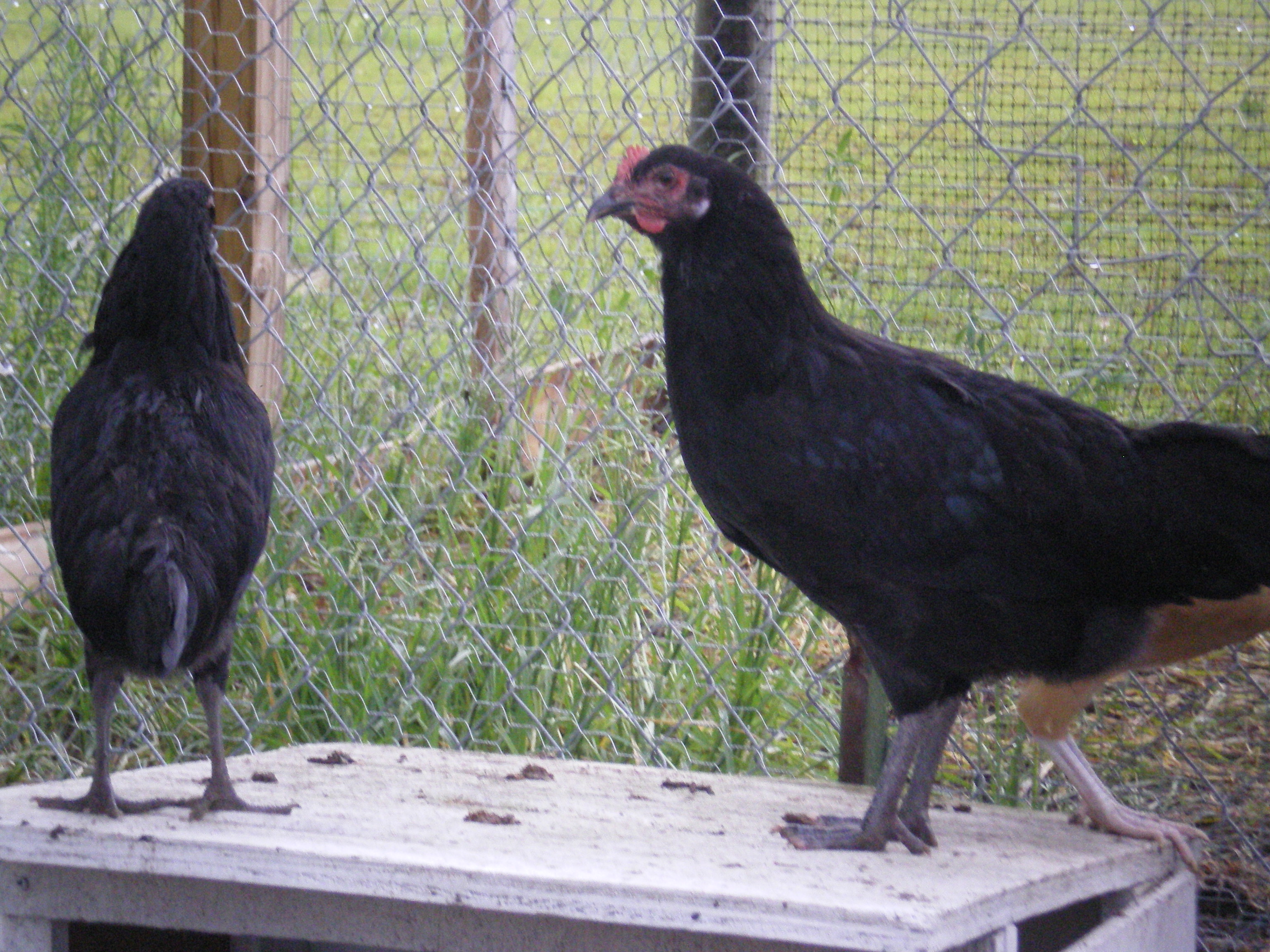 two of 6 Minorca chicks both same age 15 weeks.