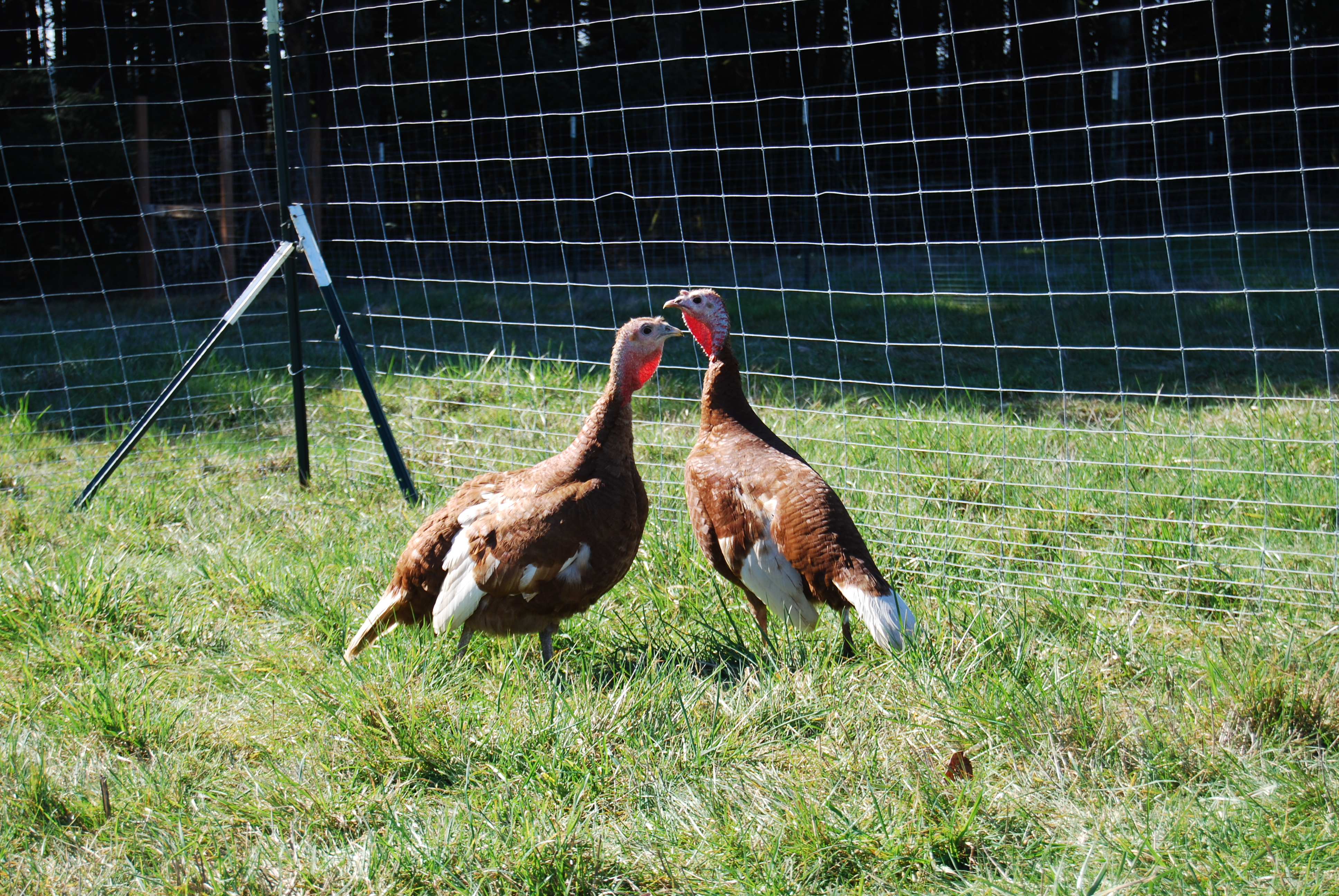 Two of my Bourbon hens