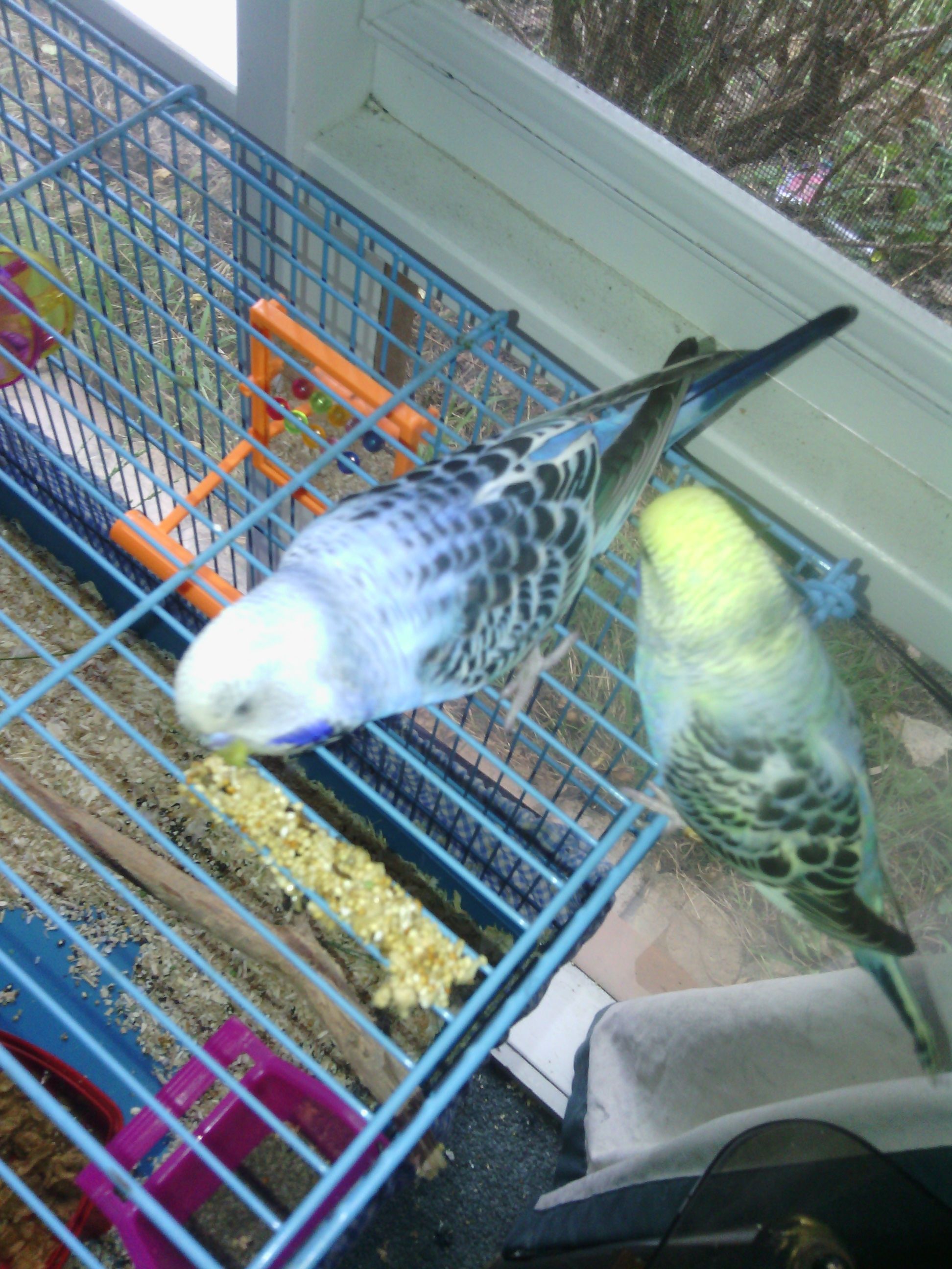 Two of my budgies Leo (blue) and Biscuit (yellow and green) exploring millet sprays!