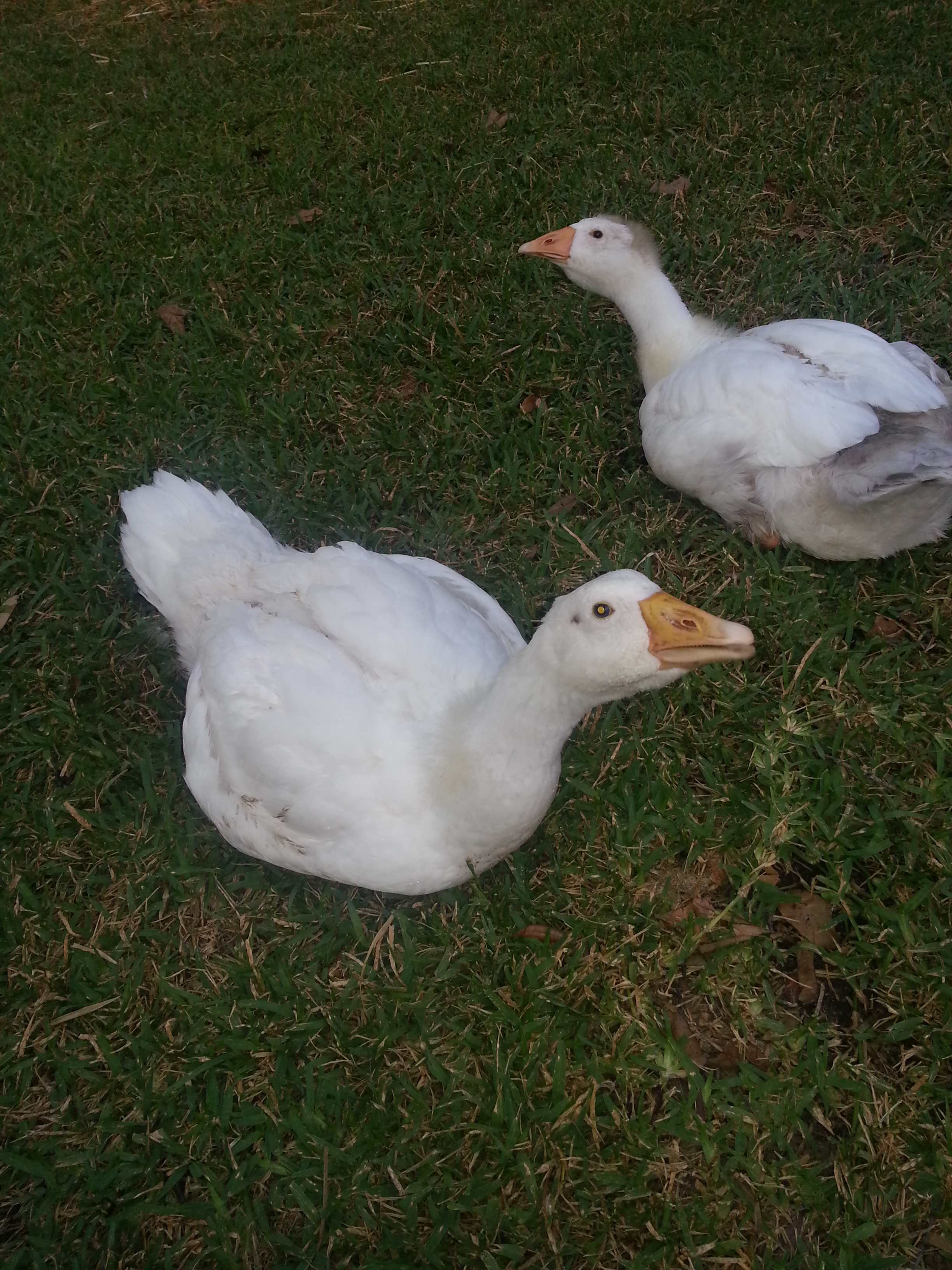 Two of my Embden geese about 10 months old now.