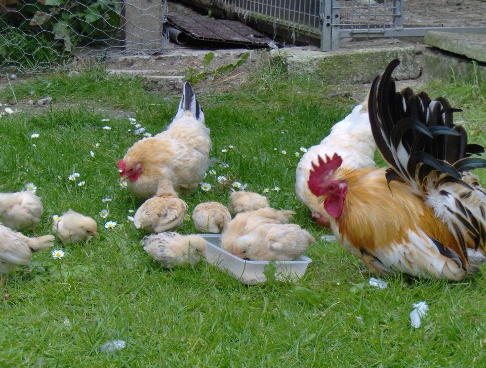 Two of my Japanese hens and 1 of my Japanese cockerels with his last years chicks