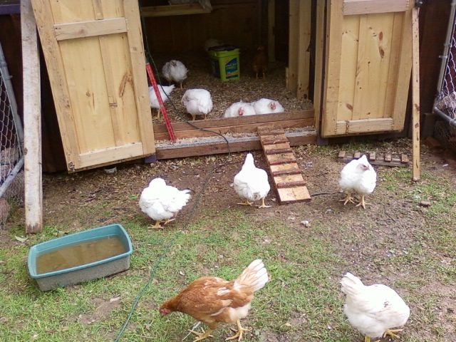 Two of my lovely layer girlies... and some fat meaties.