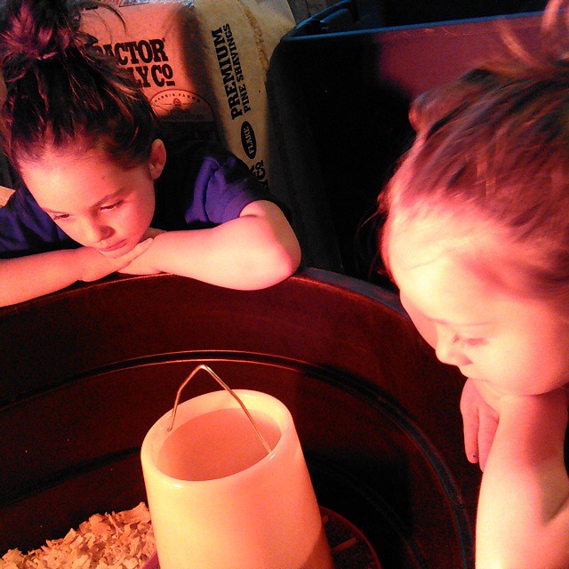 Two of my Three daughters just admiring our new chicks!