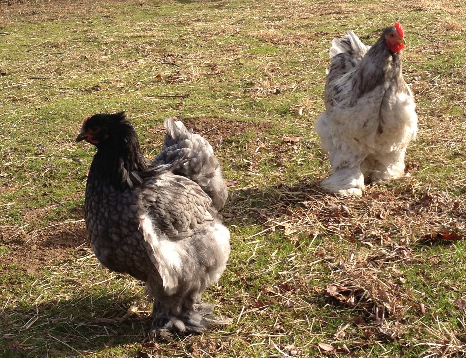 Two of our LF Cochins :)
