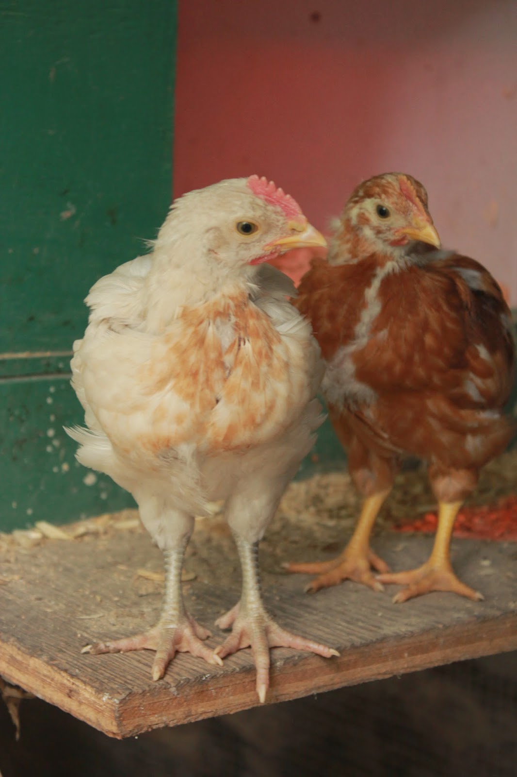 Two of our month old chicks ... Based on comb & wattles I am guessing roos?