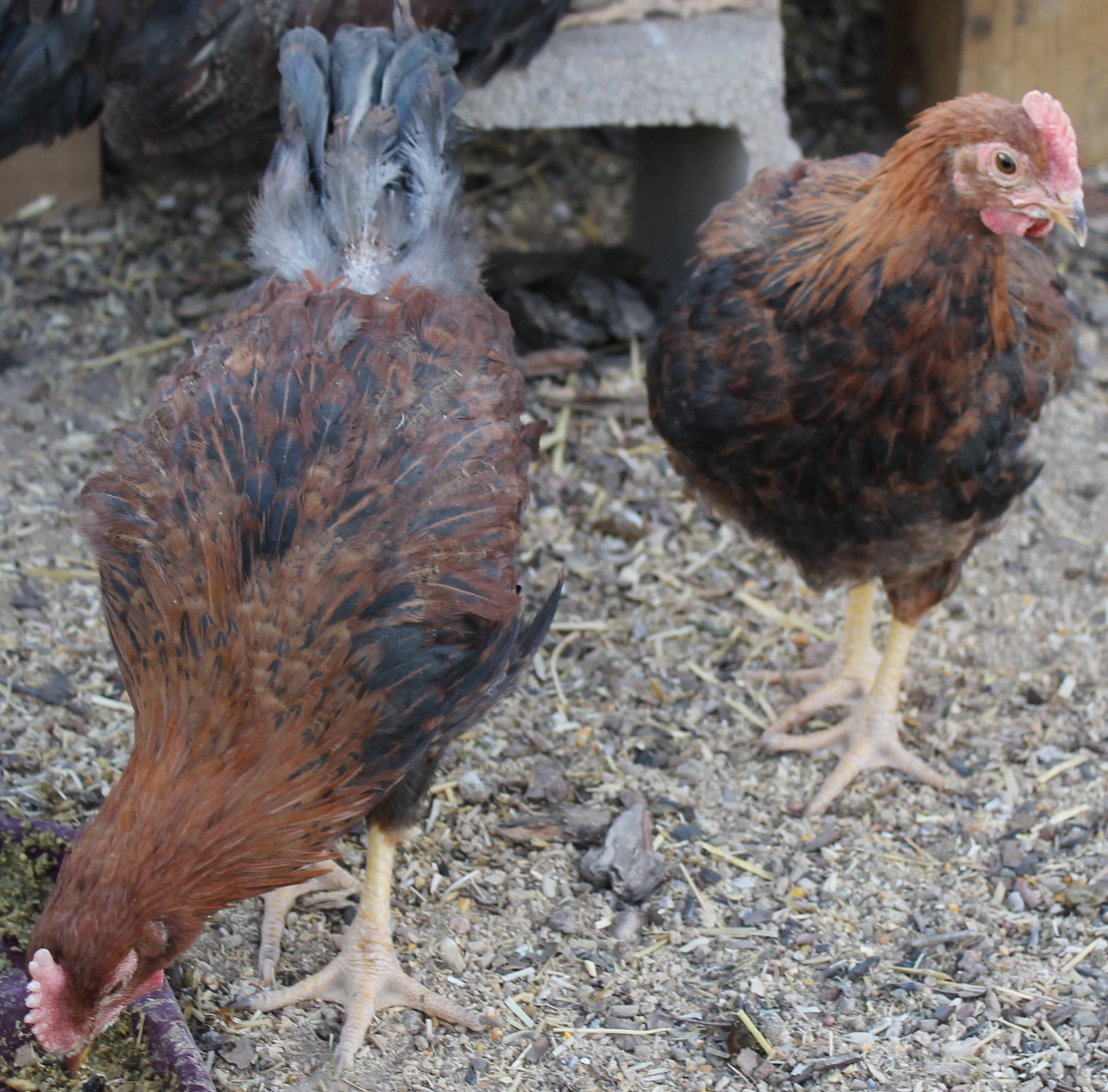 two of the cockerels