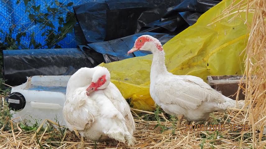 Two of the female muscovy ducks -- the marks on the back of the neck are birthmarks -- before they began sitting on their eggs after less than a month of moving in.