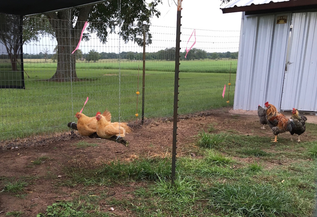 Two of the girls swingin' on a lazy afternoon. You can also see how handsome my Rhodebar/Americana cross rooster is. And just a gentle as he is handsome.