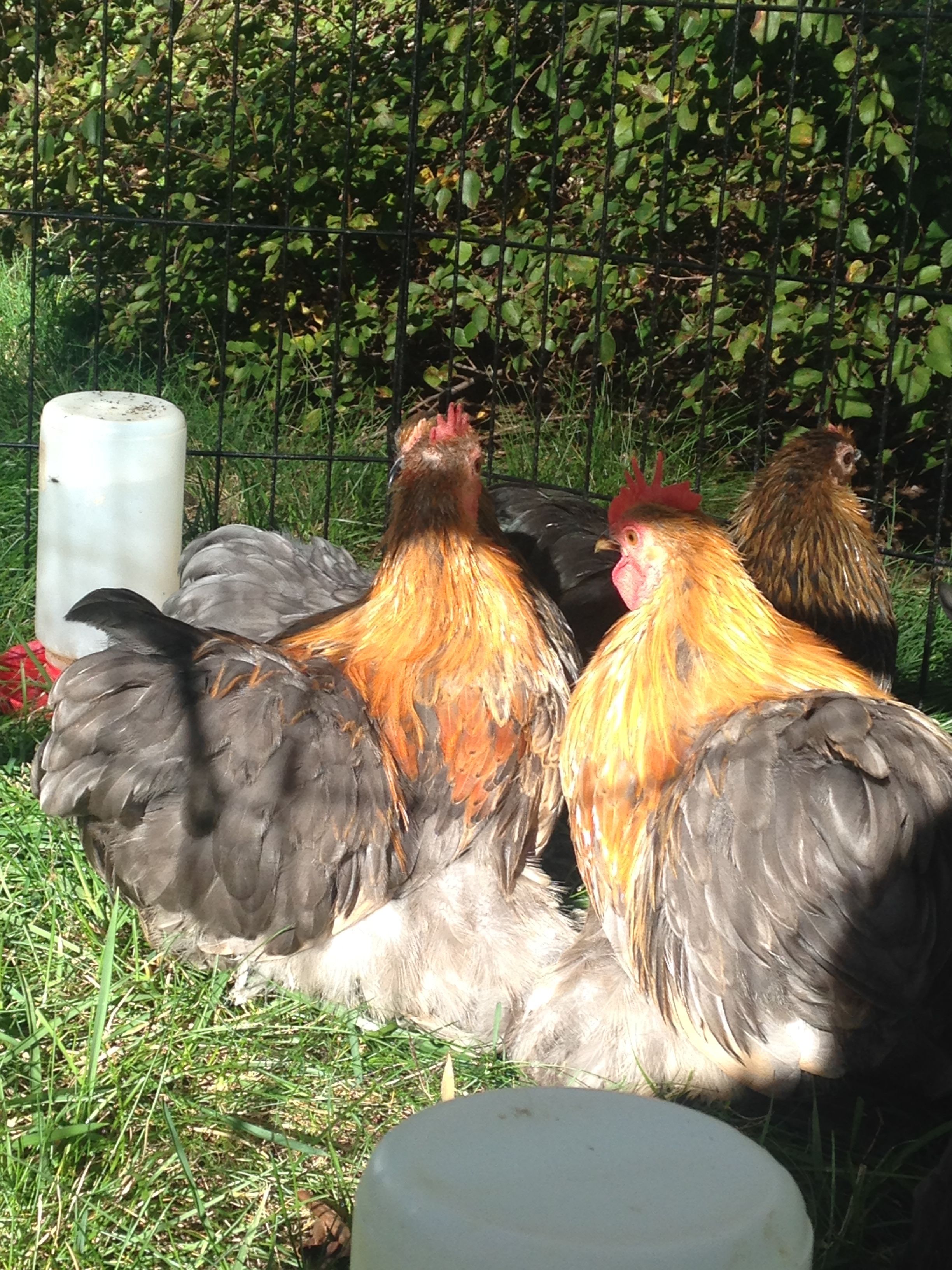 Two of the young grow-out roosters, from shipped eggs so unrelated to most of the other youngsters.
