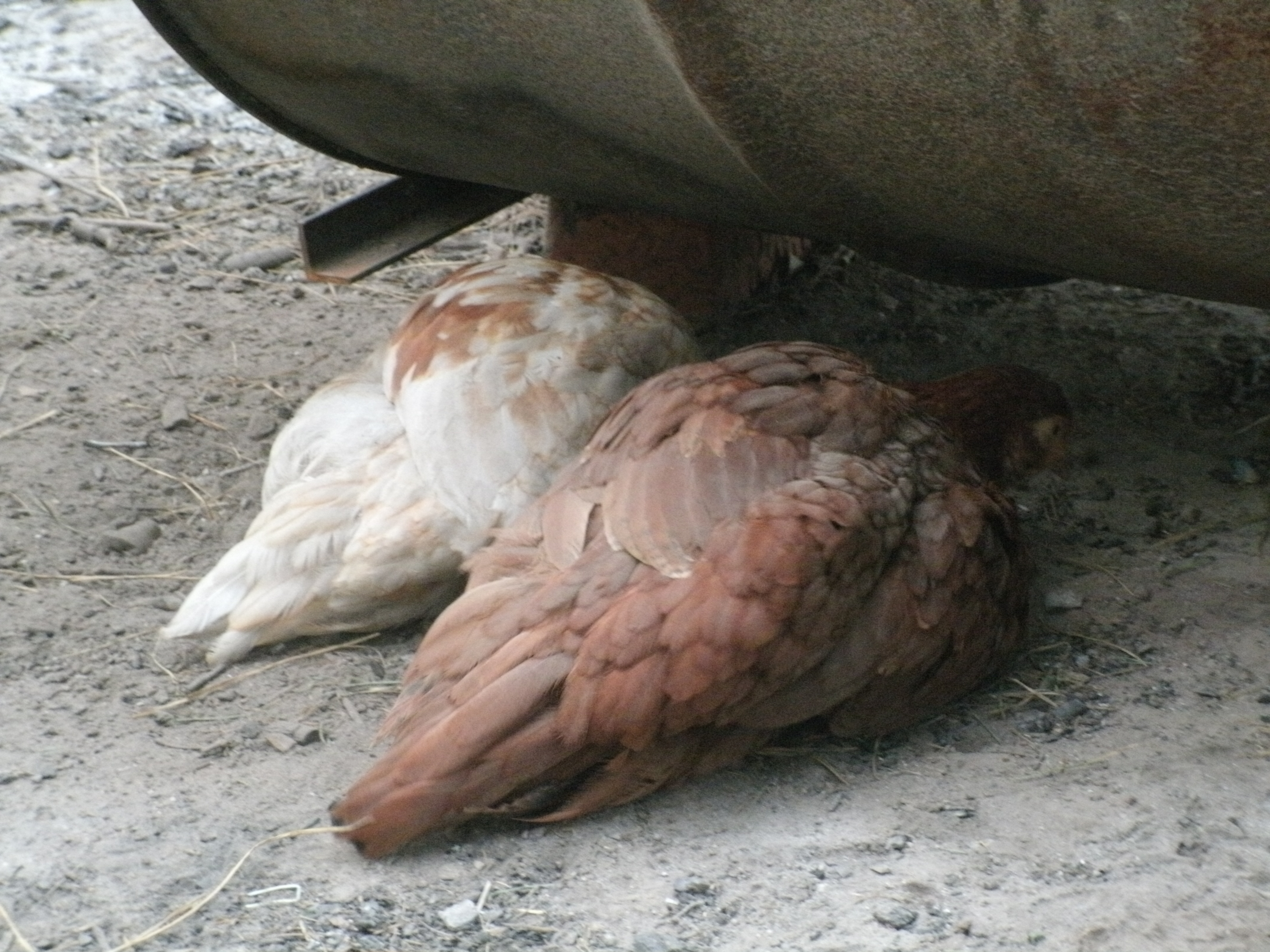 Two of them are enjoying a dust bath in the ashes.  It's so funny watching them kicking up the dust.